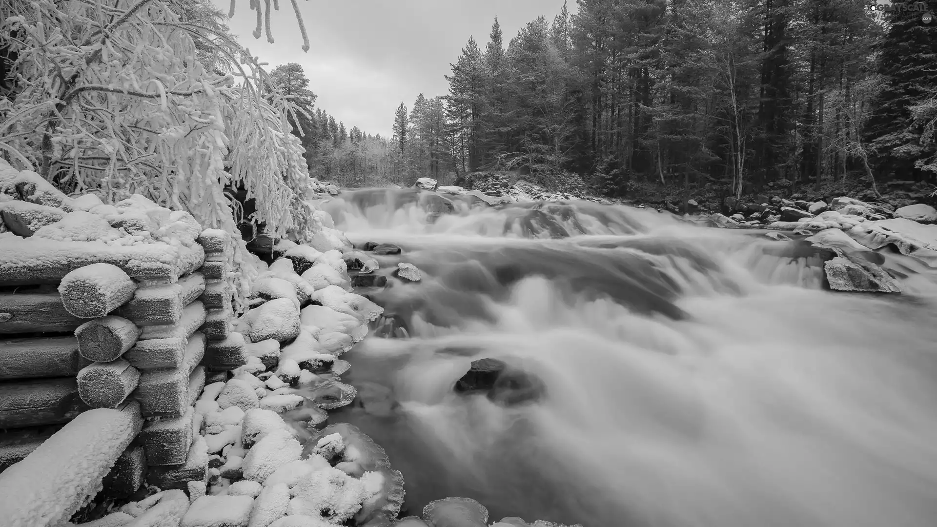 trees, winter, River, Logs, viewes, forest