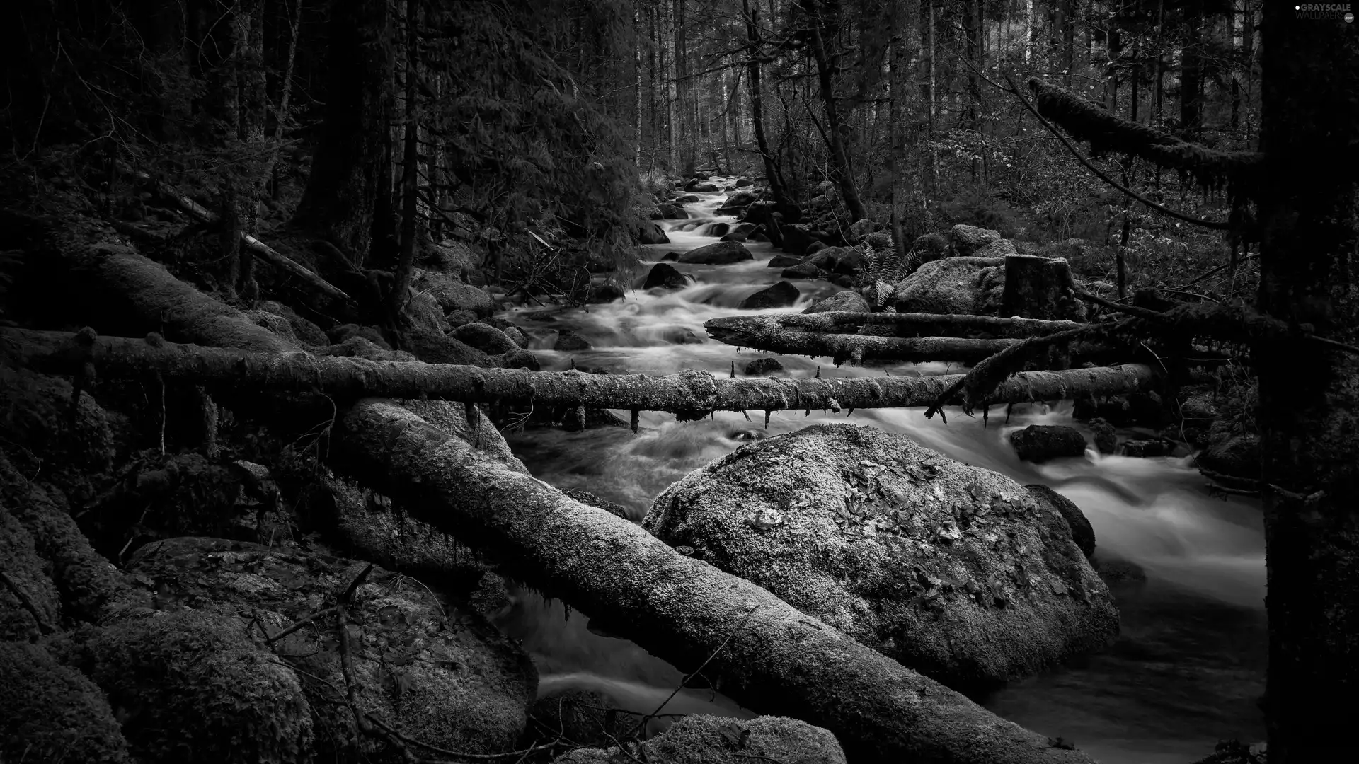 viewes, Logs, Stones, trees, flux