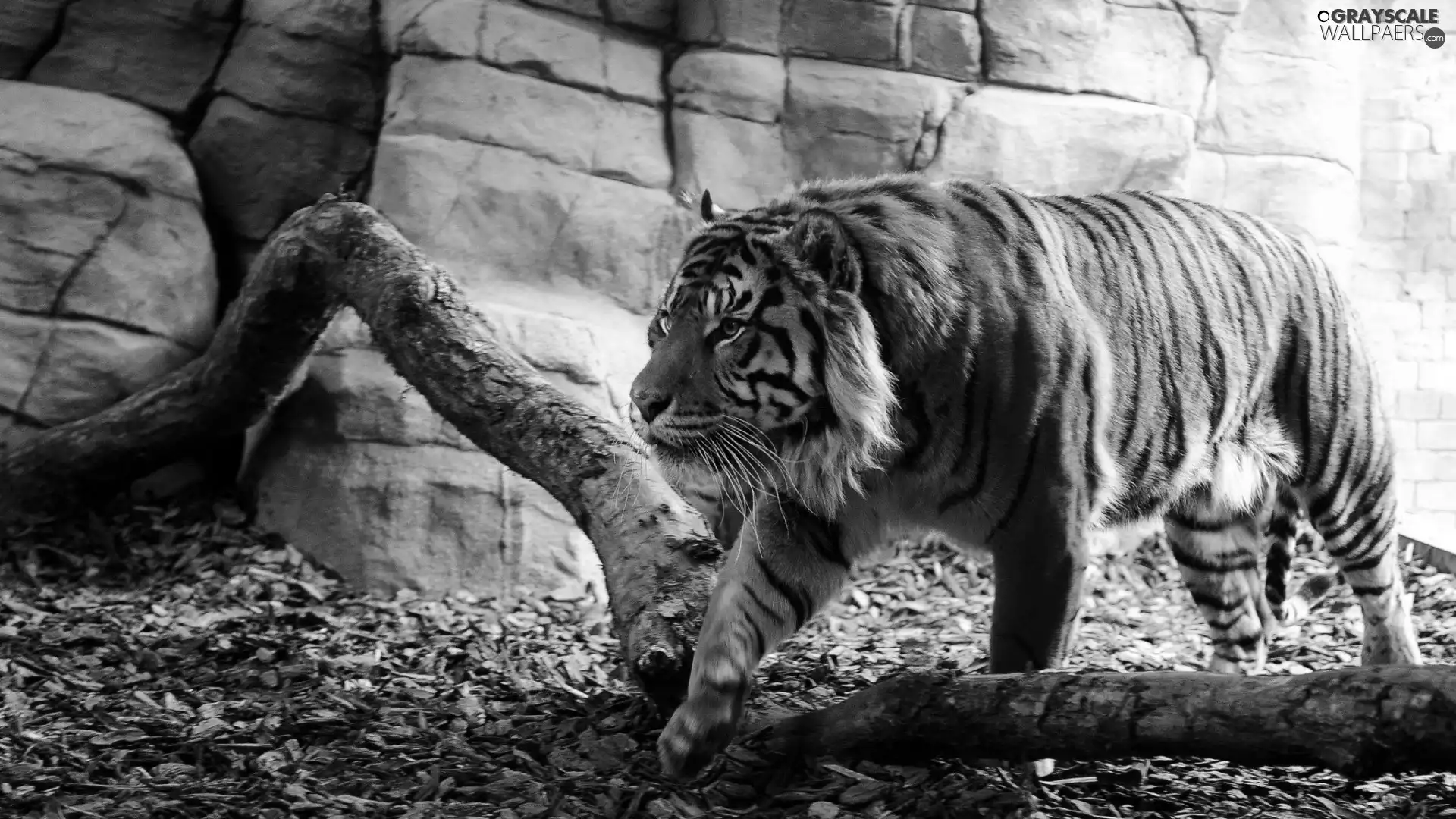 tiger, Logs