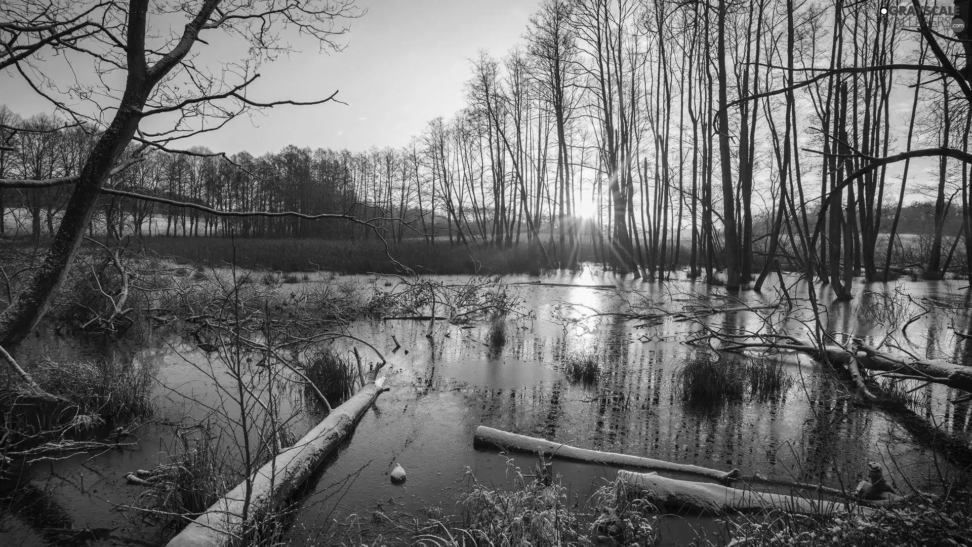 viewes, rays of the Sun, Plants, Logs, viewes, trees, marshland, trees