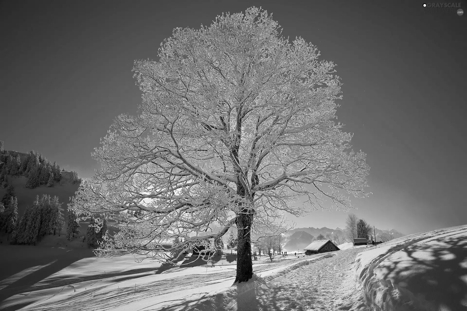 frosty, trees, hillock, lonely, A snow-covered