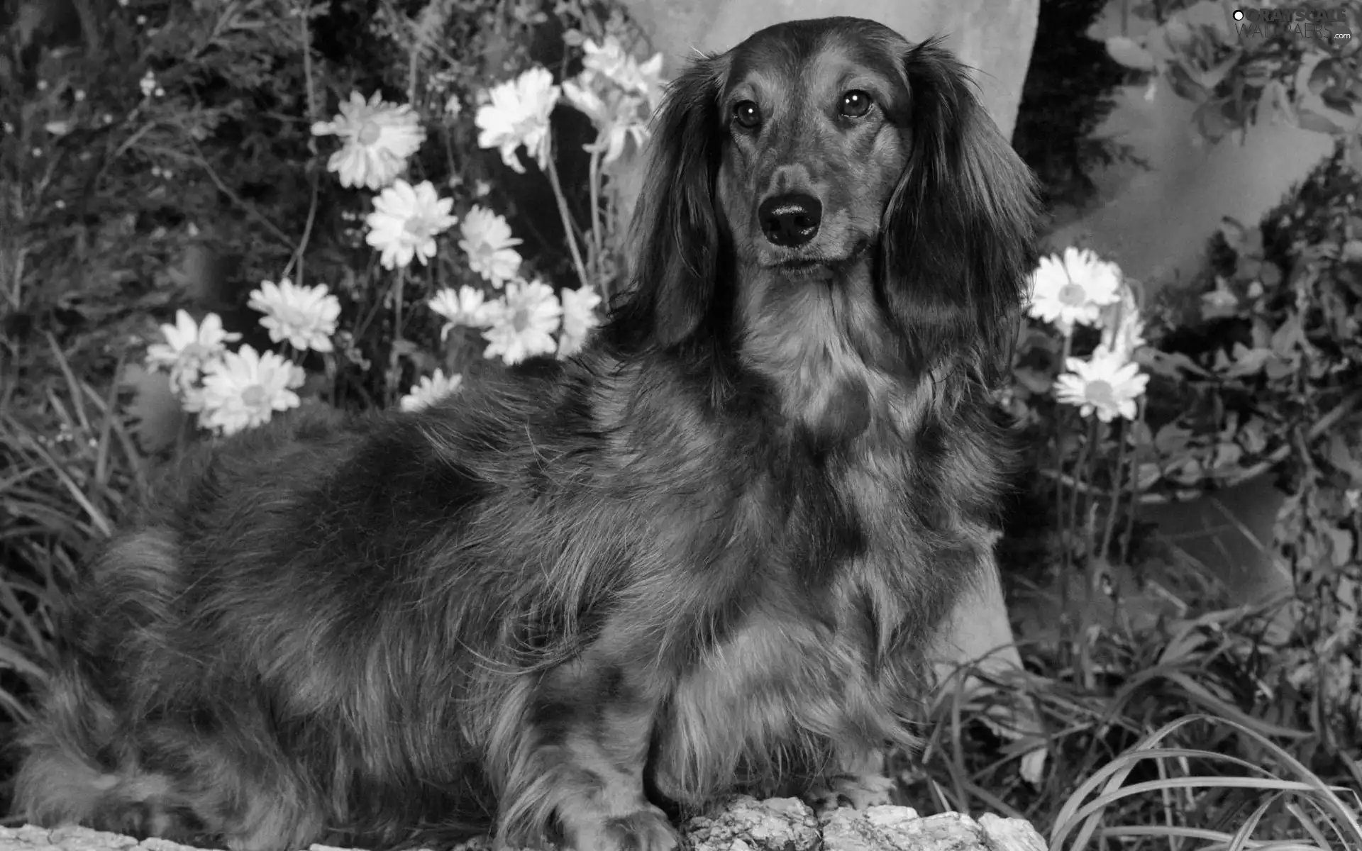 Flowers, long-haired Dachshund