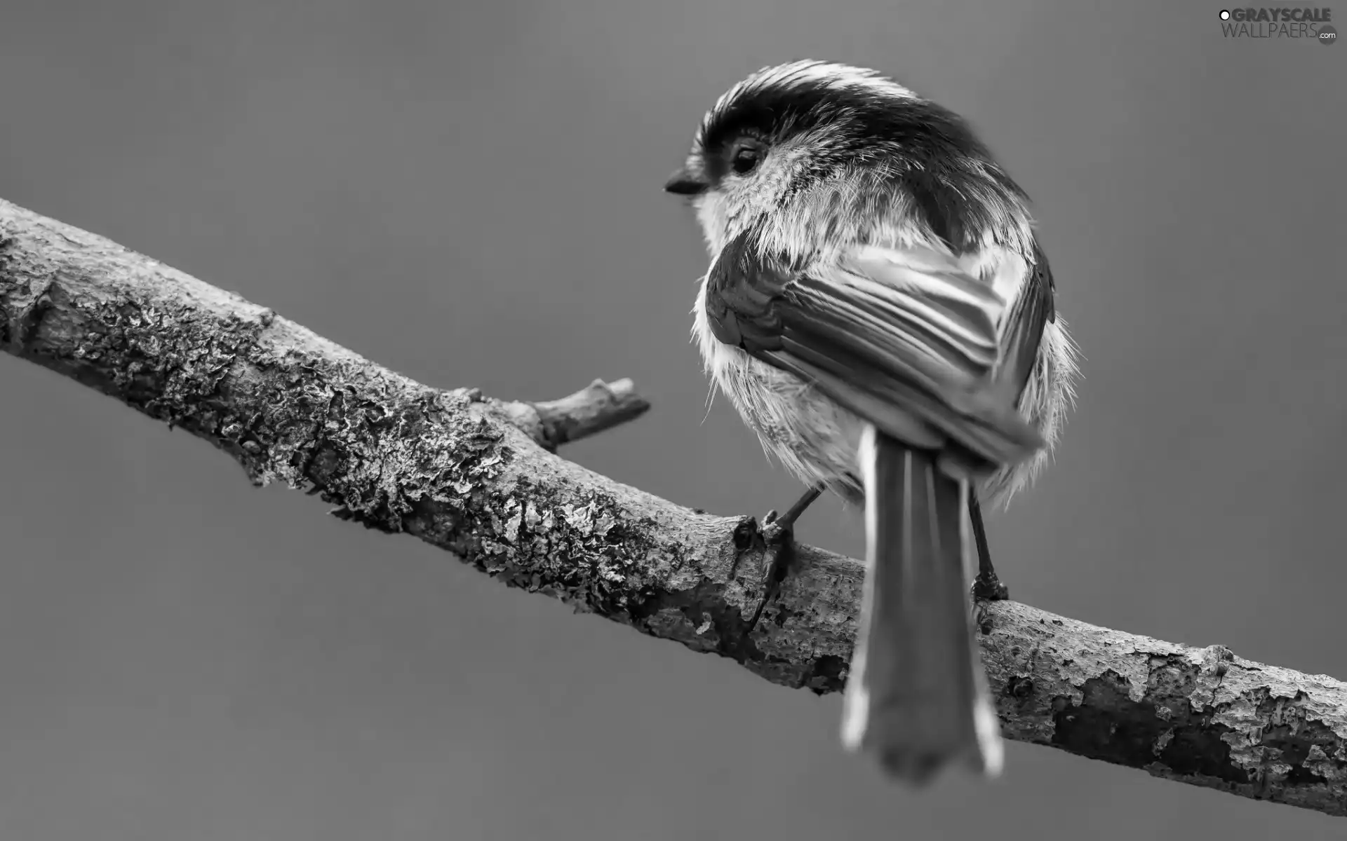 Bird, Long-tailed Tit