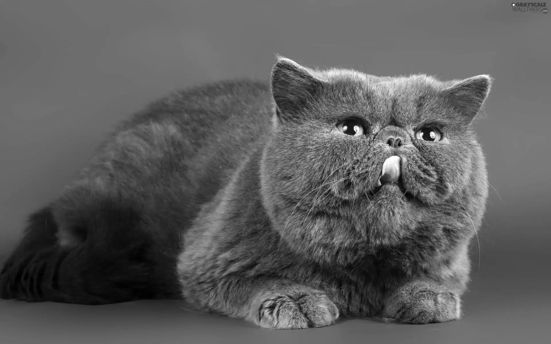 cat, Scottish Fold