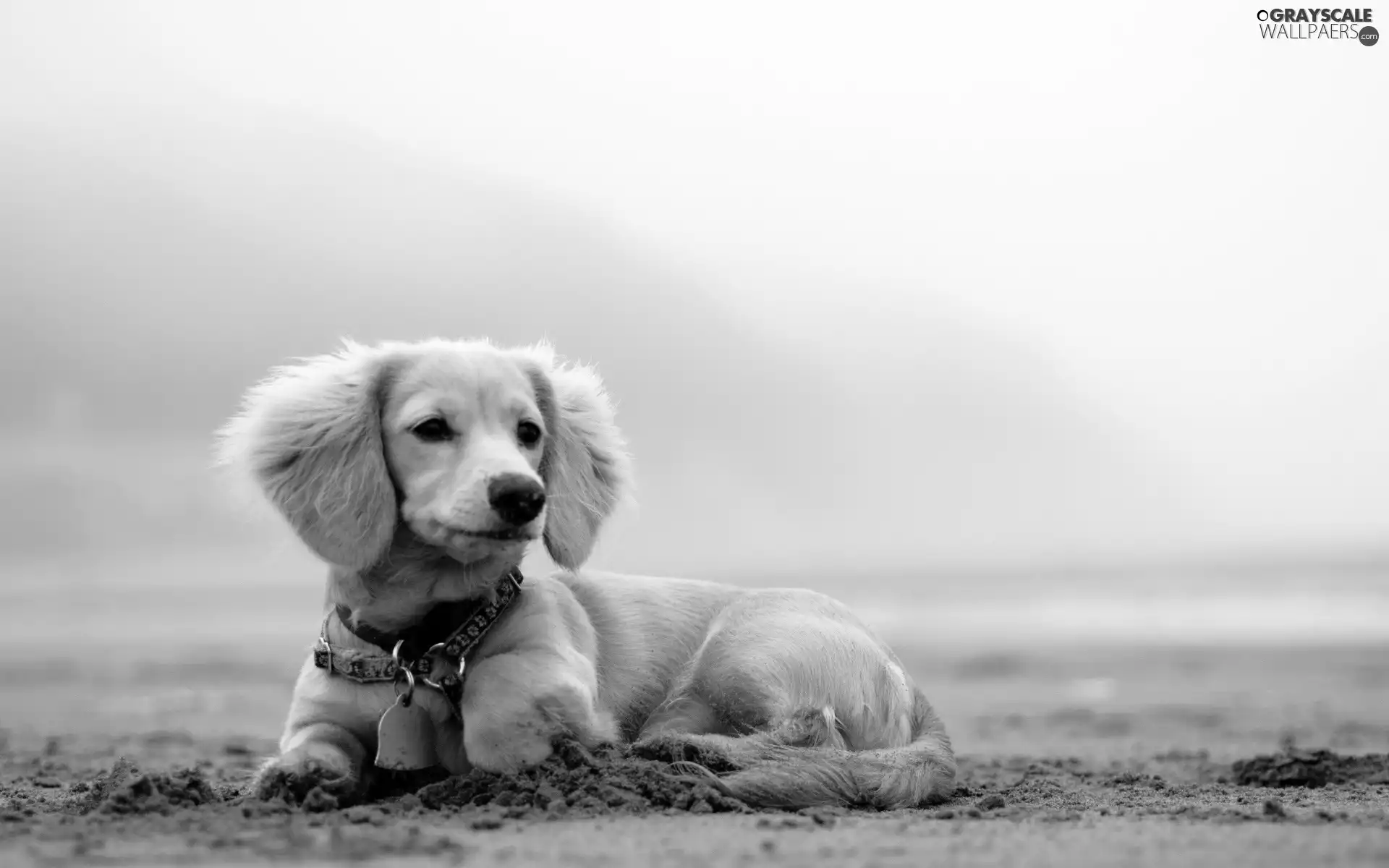 dog-collar, dachshund, Longhaired