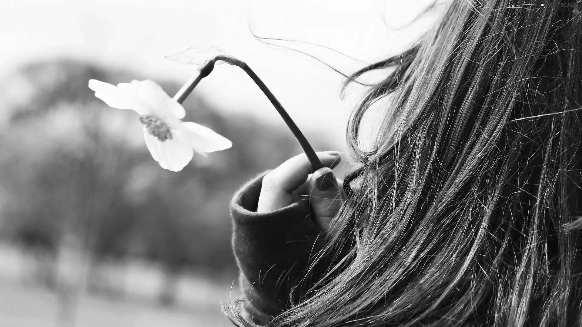 Longs, Hair, narcissus, girl, spring