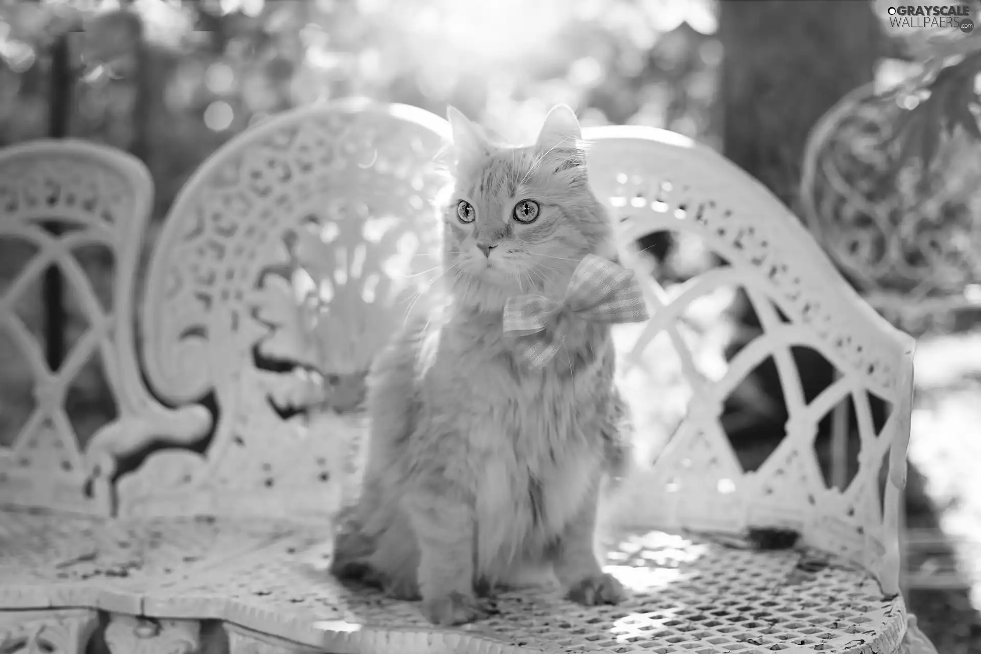 Garden, cat, blur, Bench, ginger, bow, The look