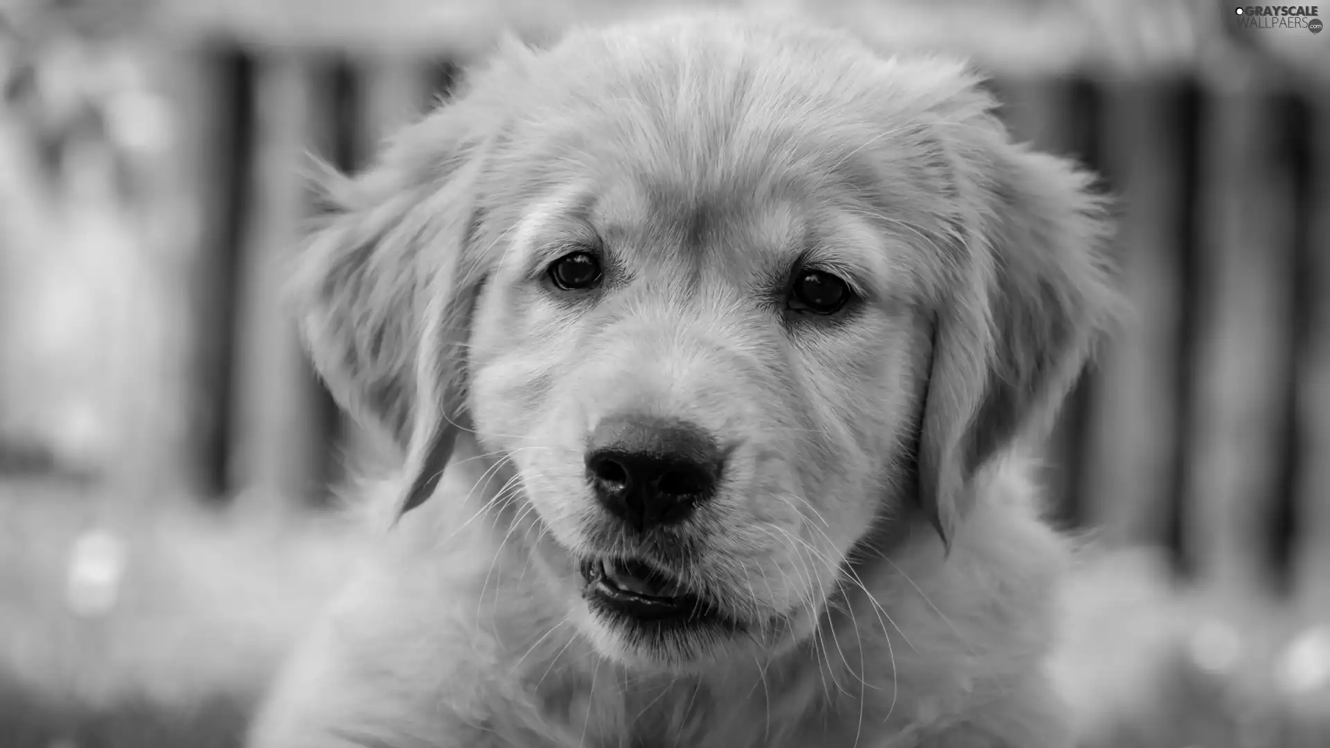Puppy, grimace, The look, Labrador Retriever