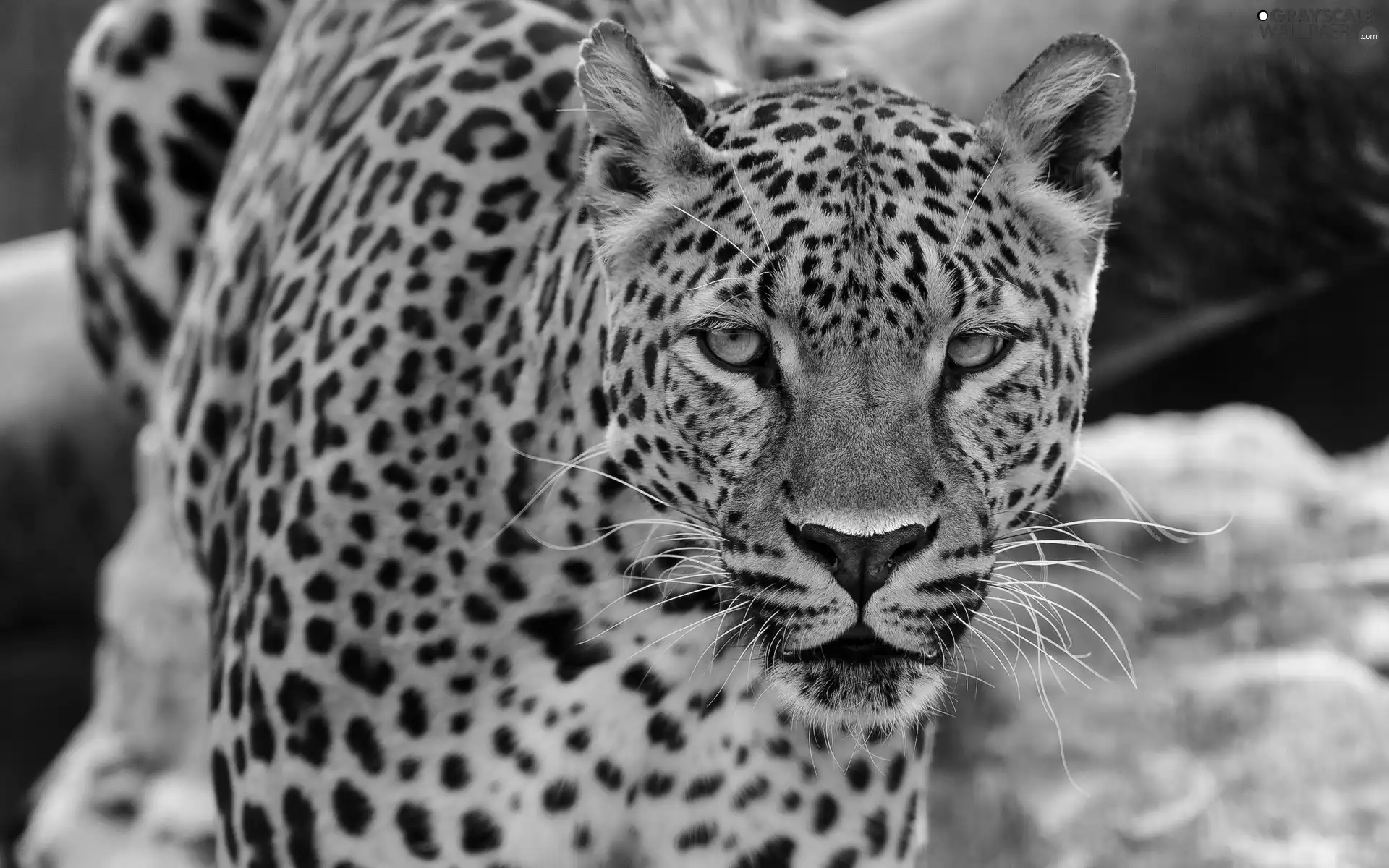 Leopards, The look