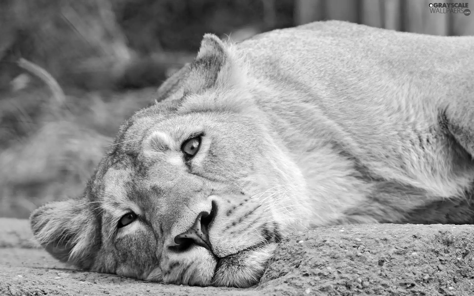 Lioness, The look