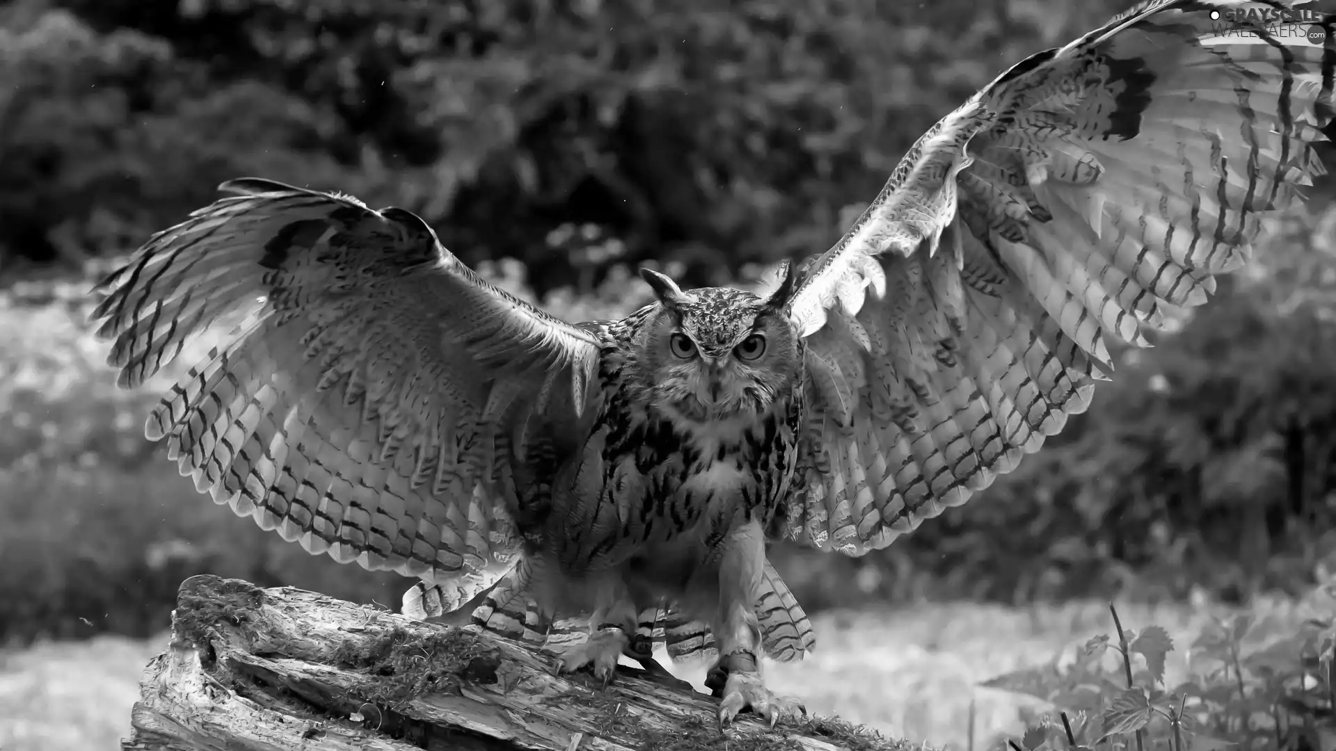 owl, The look