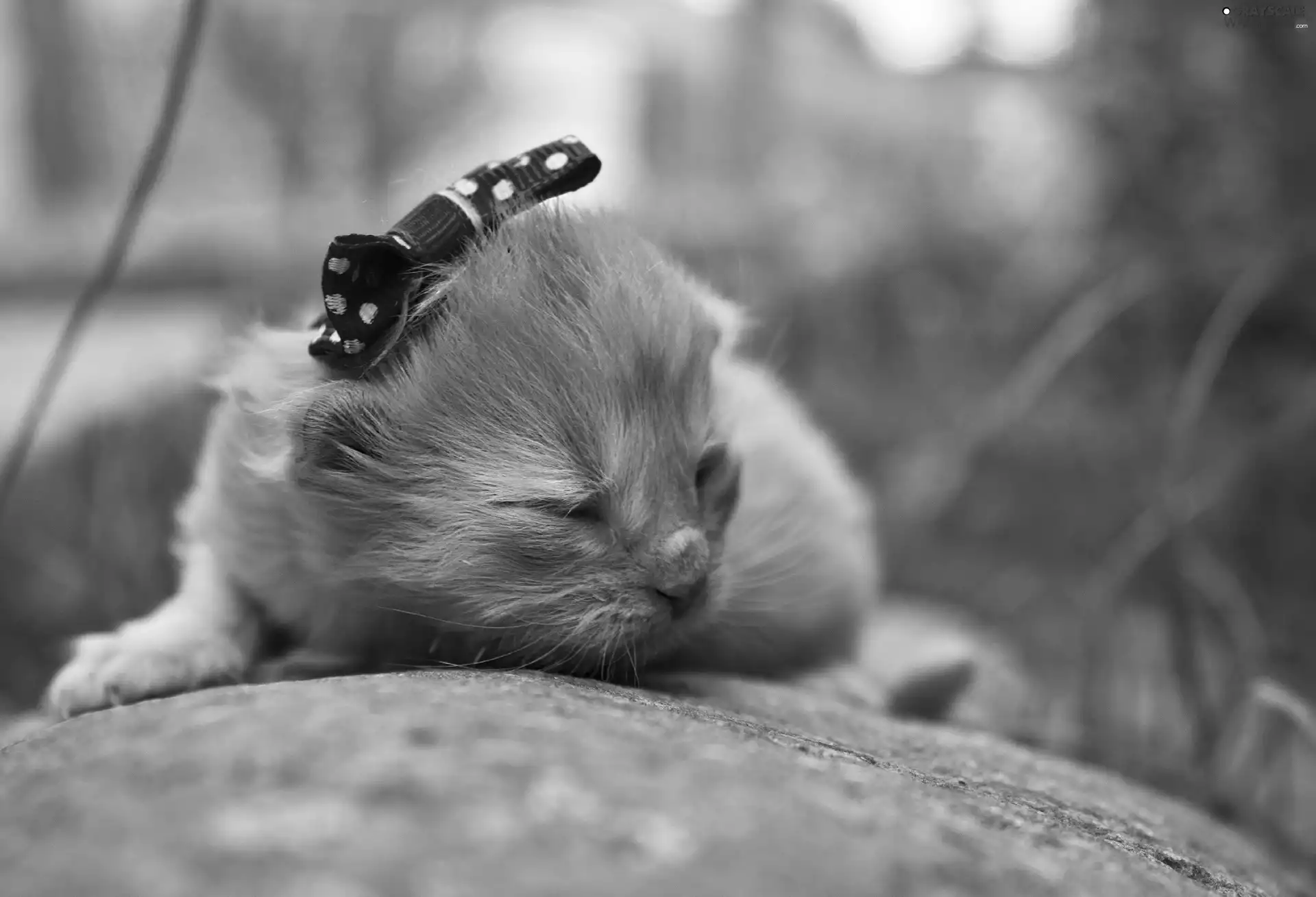 Loop, small, kitten