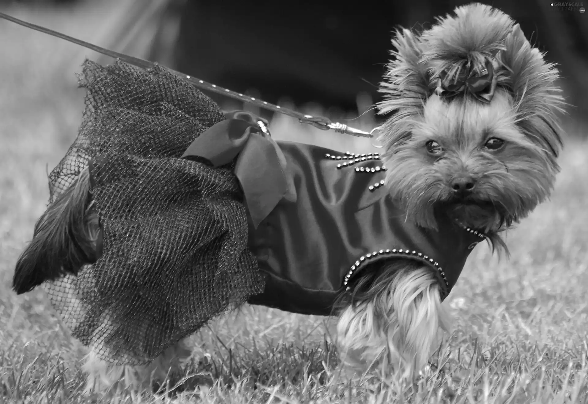 Yorkshire Terrier, dress, Loop, red hot