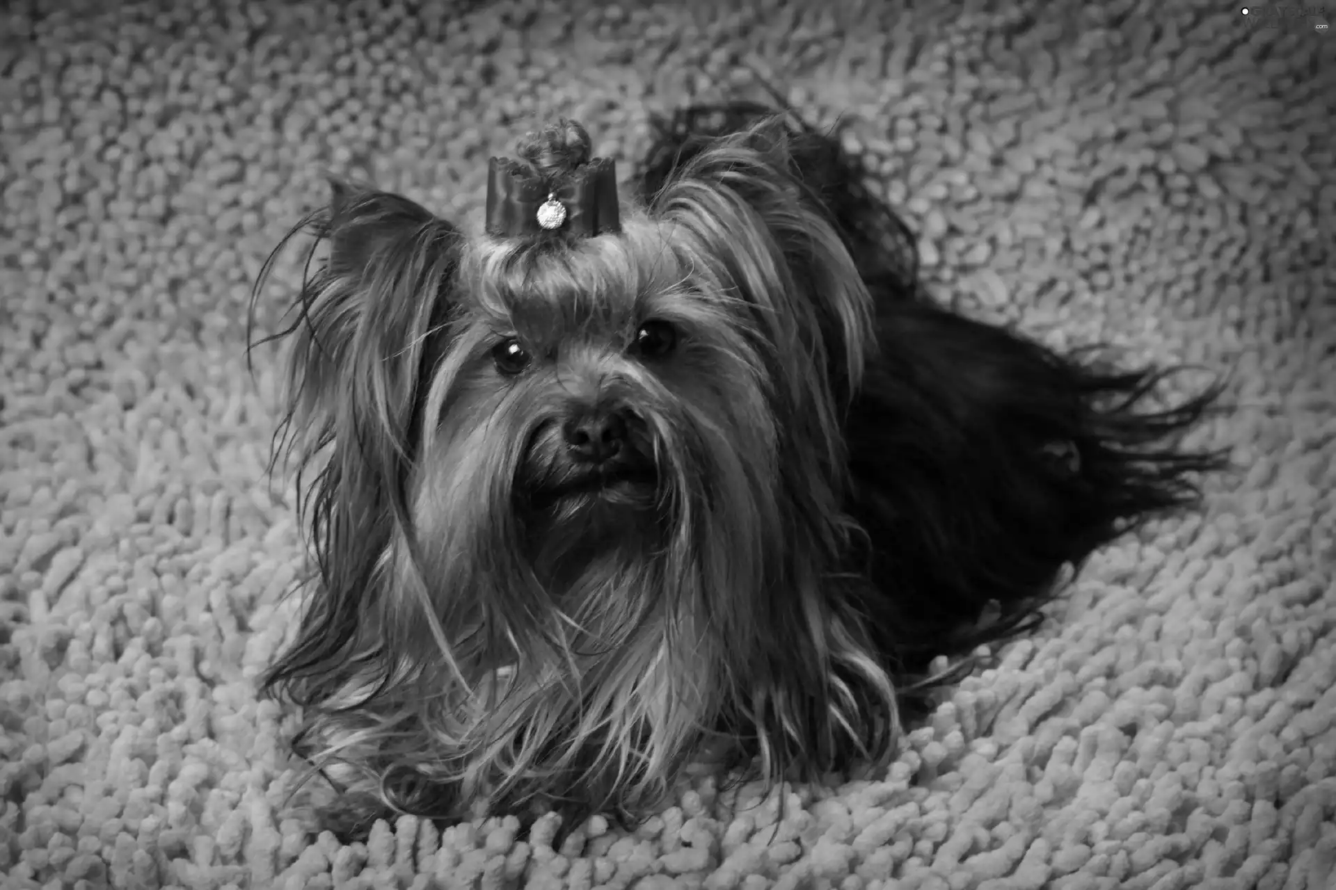 carpet, Yorkshire Terrier, Loop