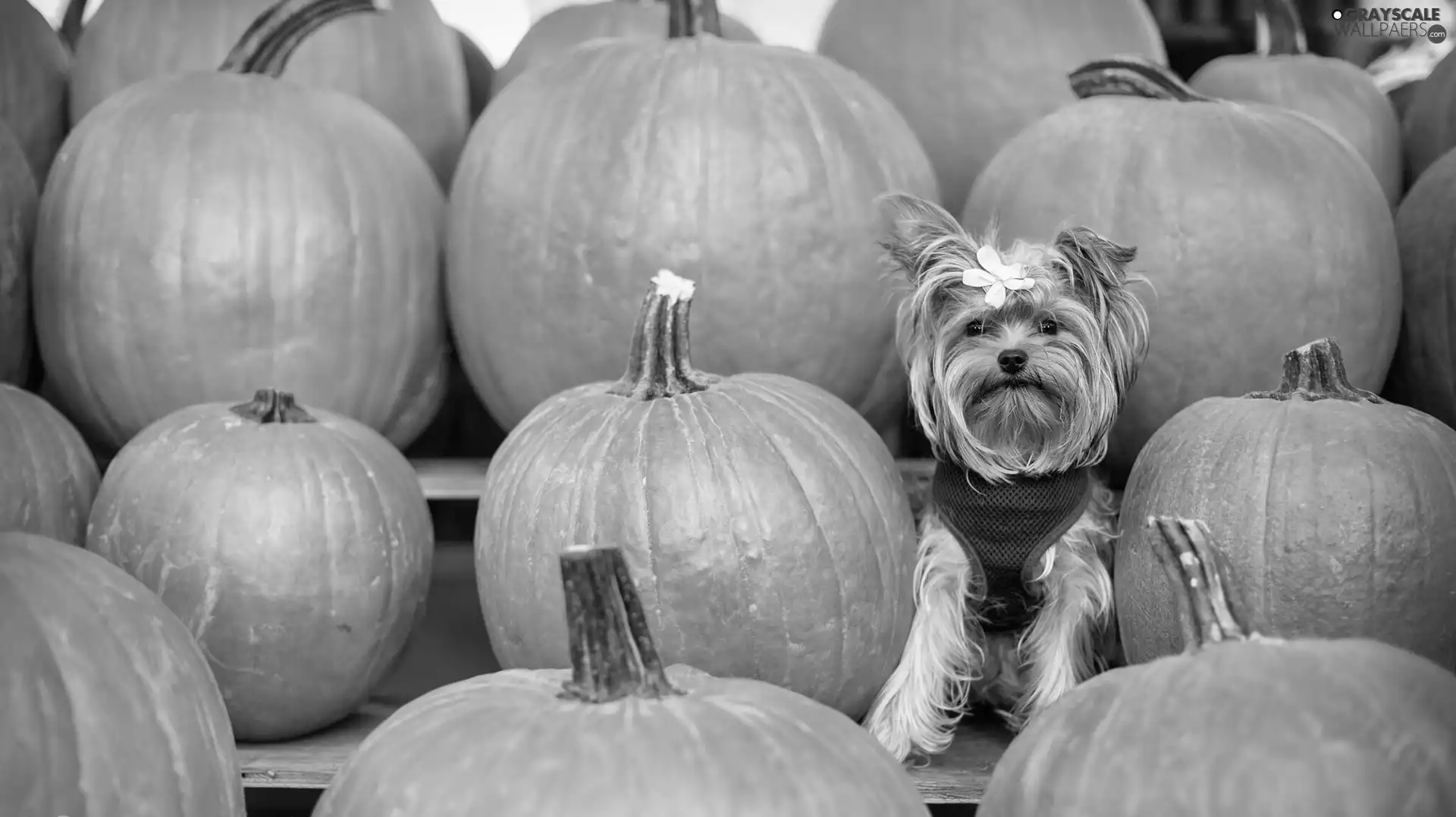 pumpkin, Yorkshire Terrier, Loop