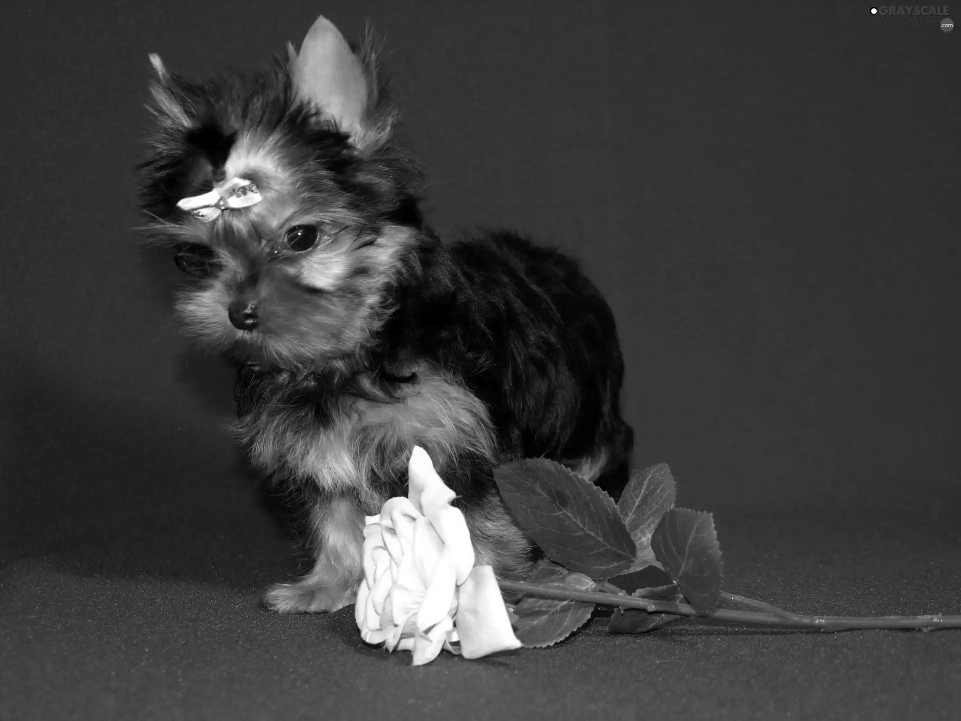 rose, Yorkshire Terrier, Loop