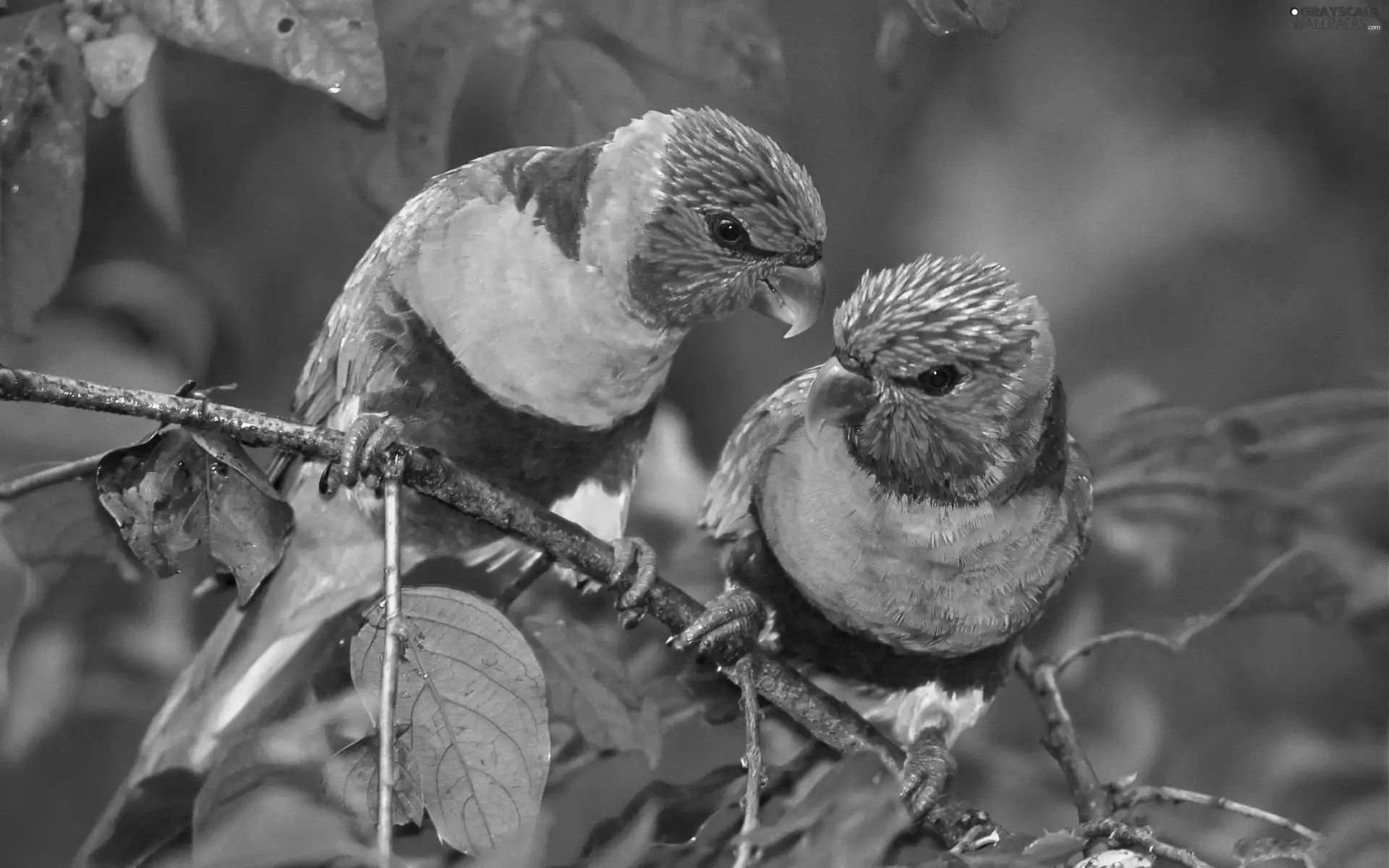 twig, Parrots, lorikeets Mountain