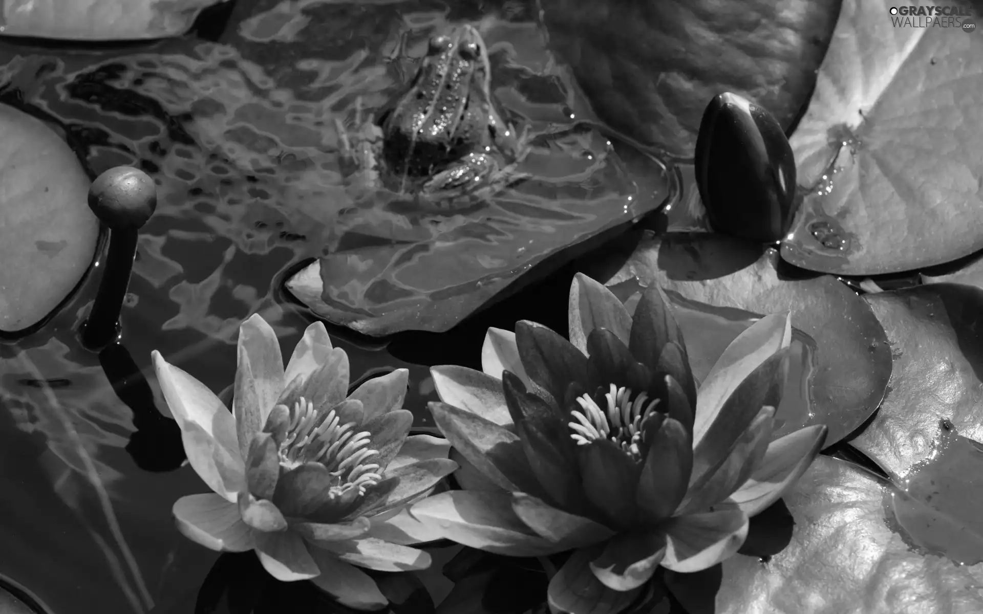 water-lily, Colourfull Flowers, strange frog