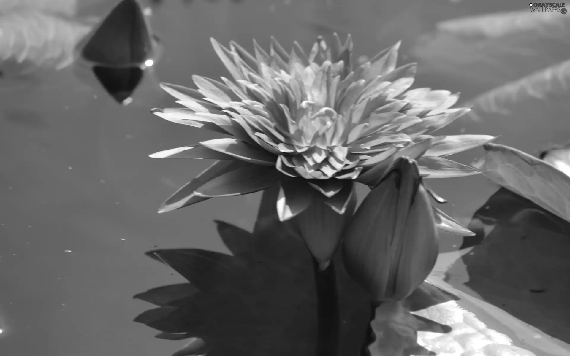 water-lily, Colourfull Flowers, Leaf