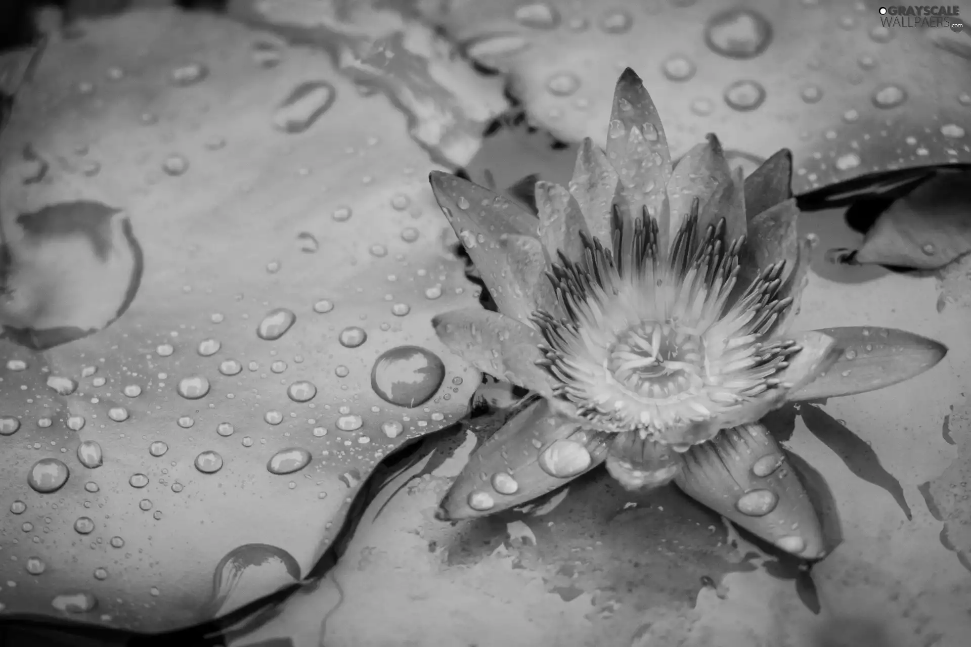 water-lily, Colourfull Flowers, Leaf