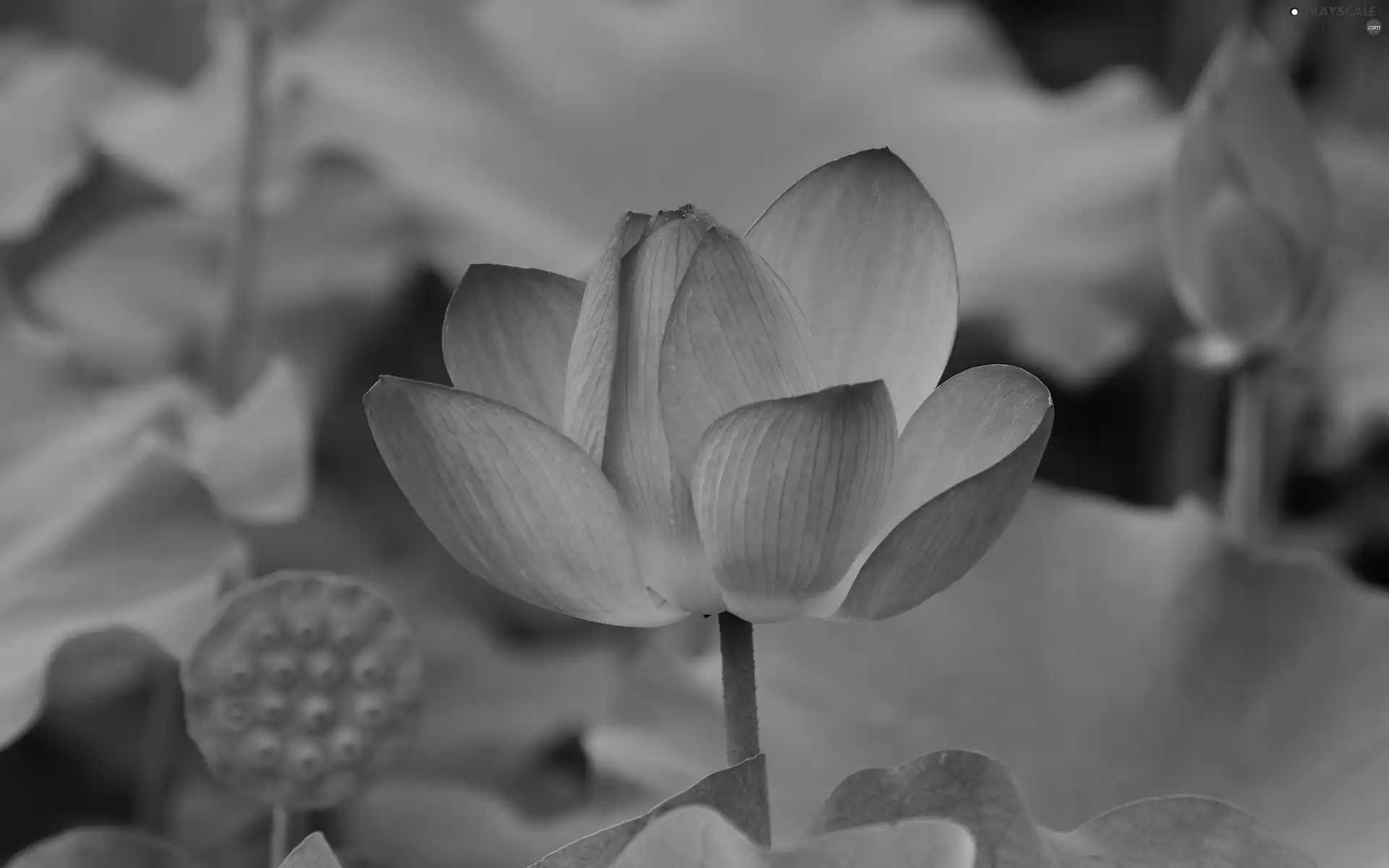 lotus
