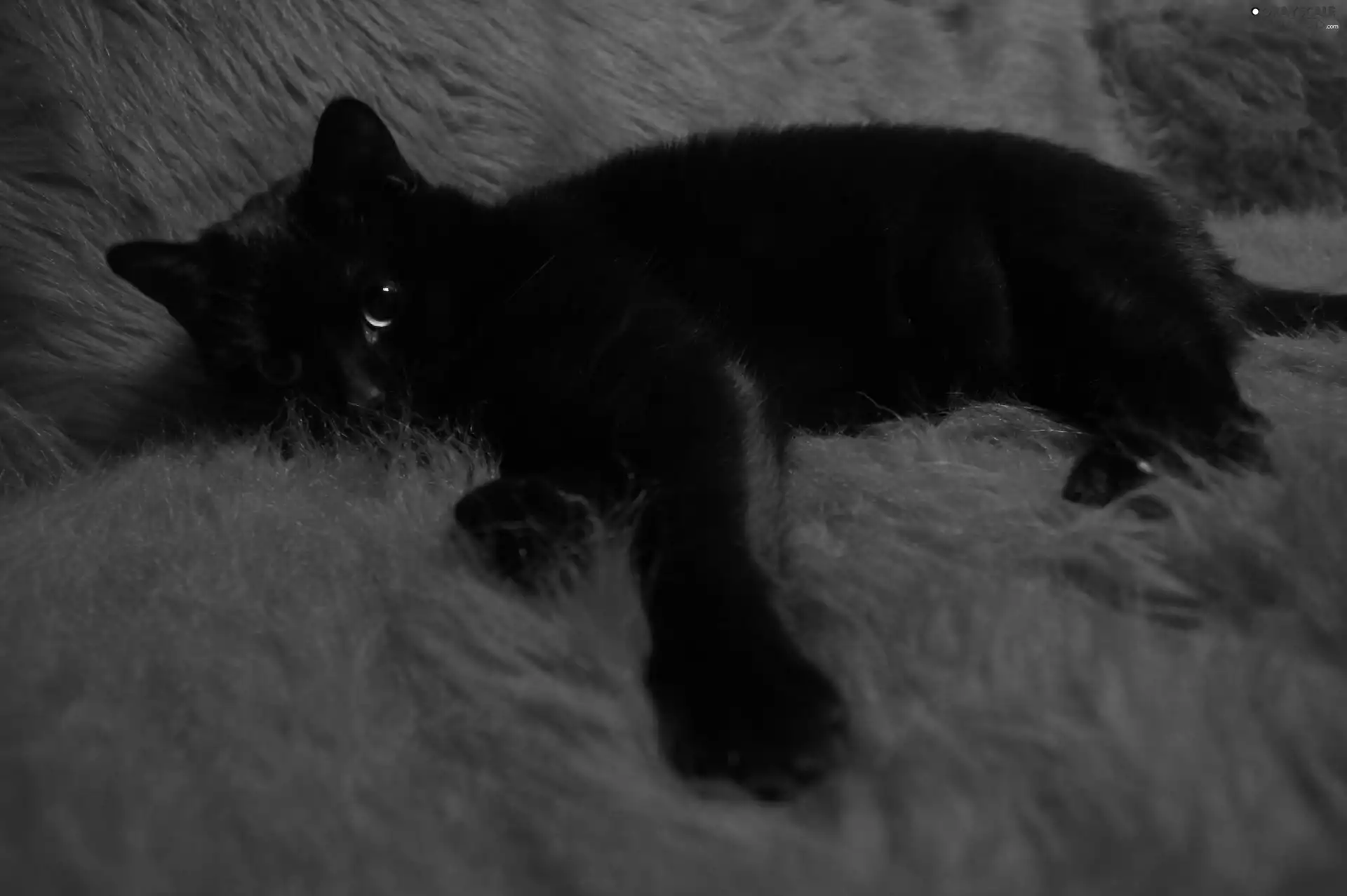 lounging, Black, cat