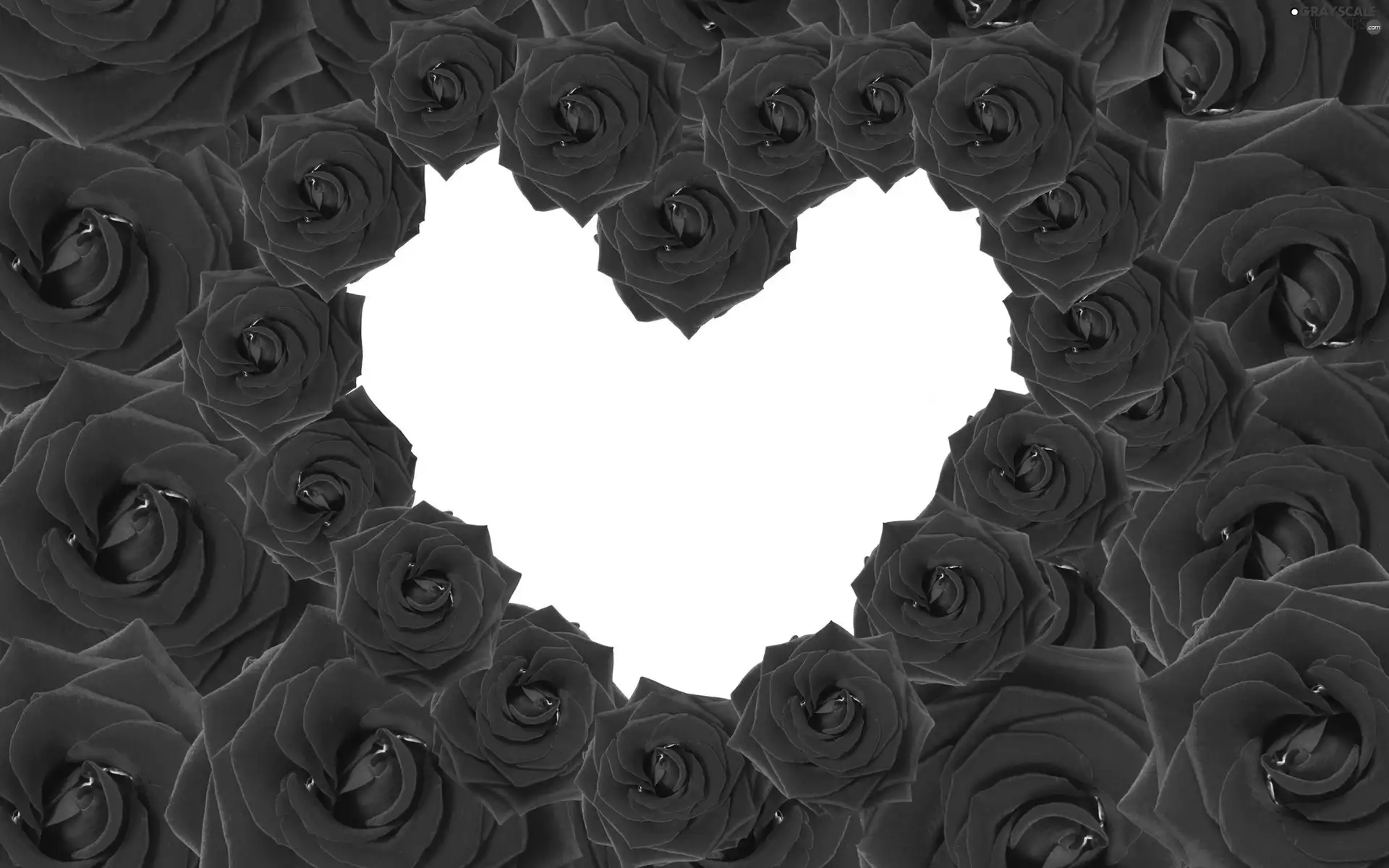Love things, valentine, roses, Heart, Red