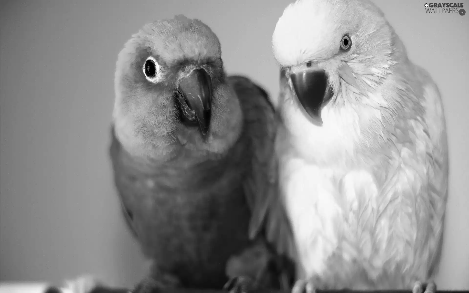 lovebirds, color, Parrots