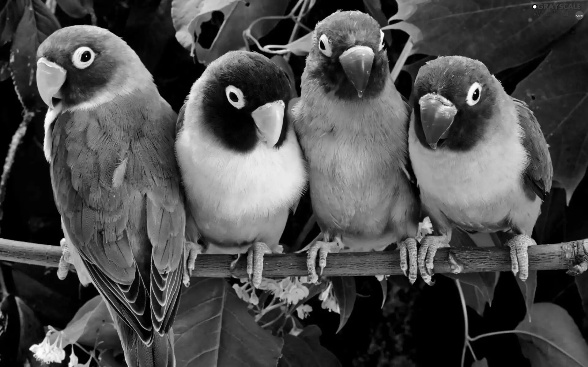 lovebirds, four, Parrots