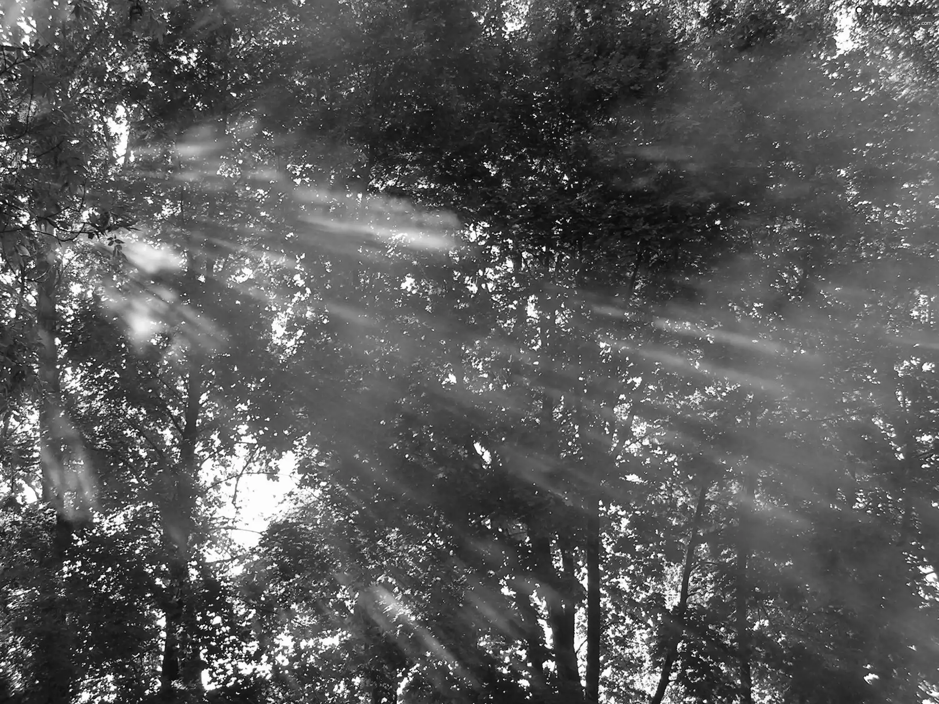 sun, Przebijające, luminosity, forest, flash, ligh