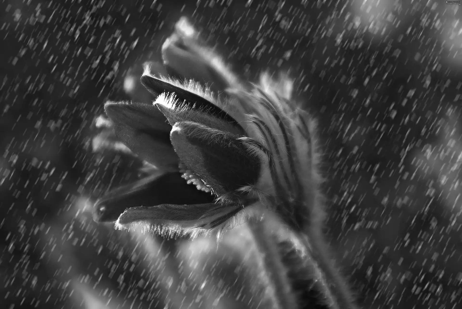 sun, pasque, luminosity, Rain, flash, ligh