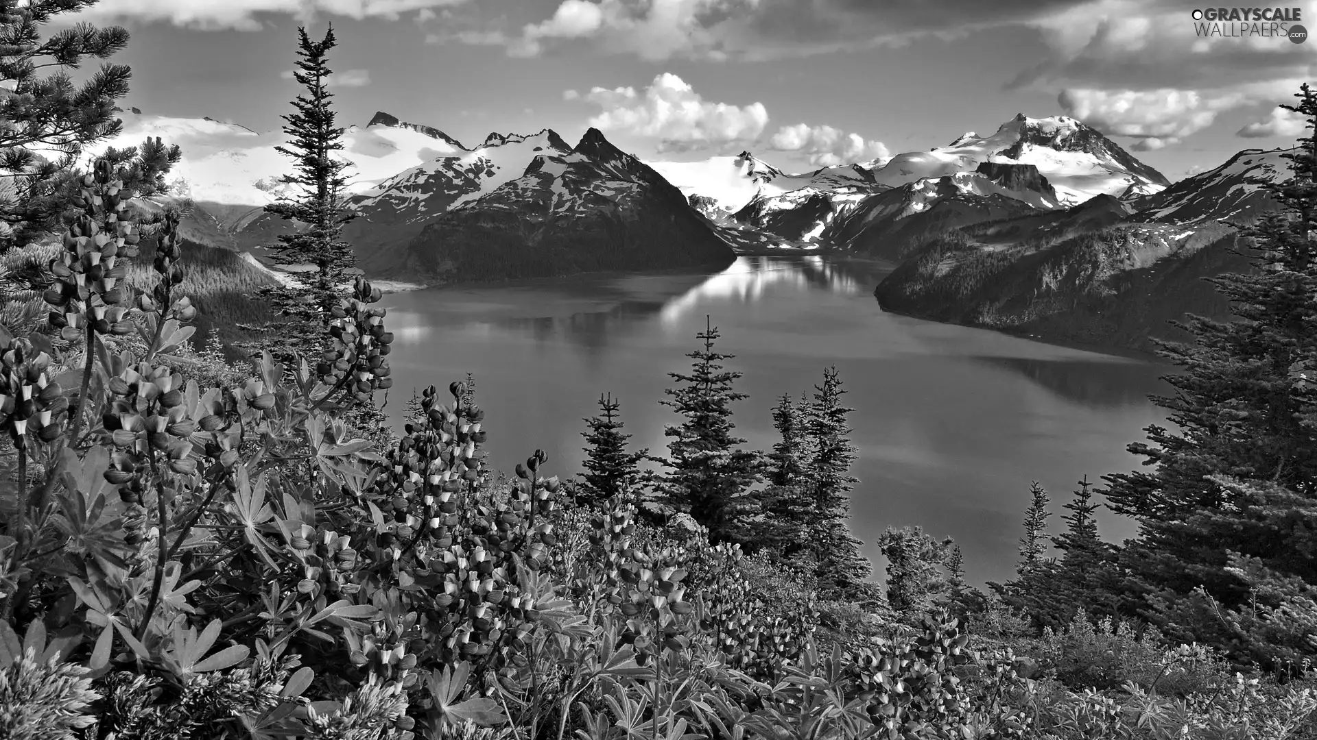 Mountains, Flowers, Lupin, lake