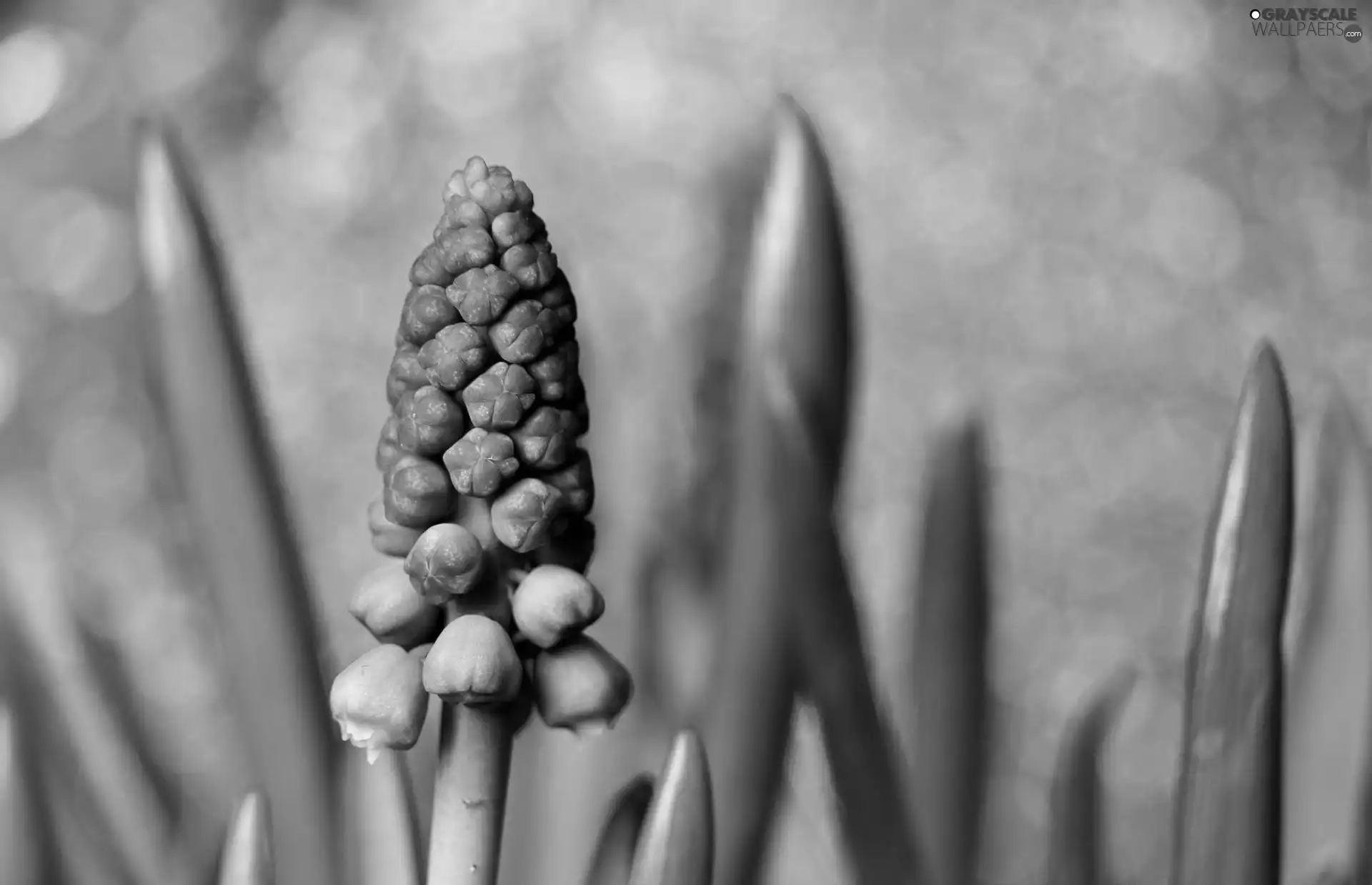 blue, Muscari