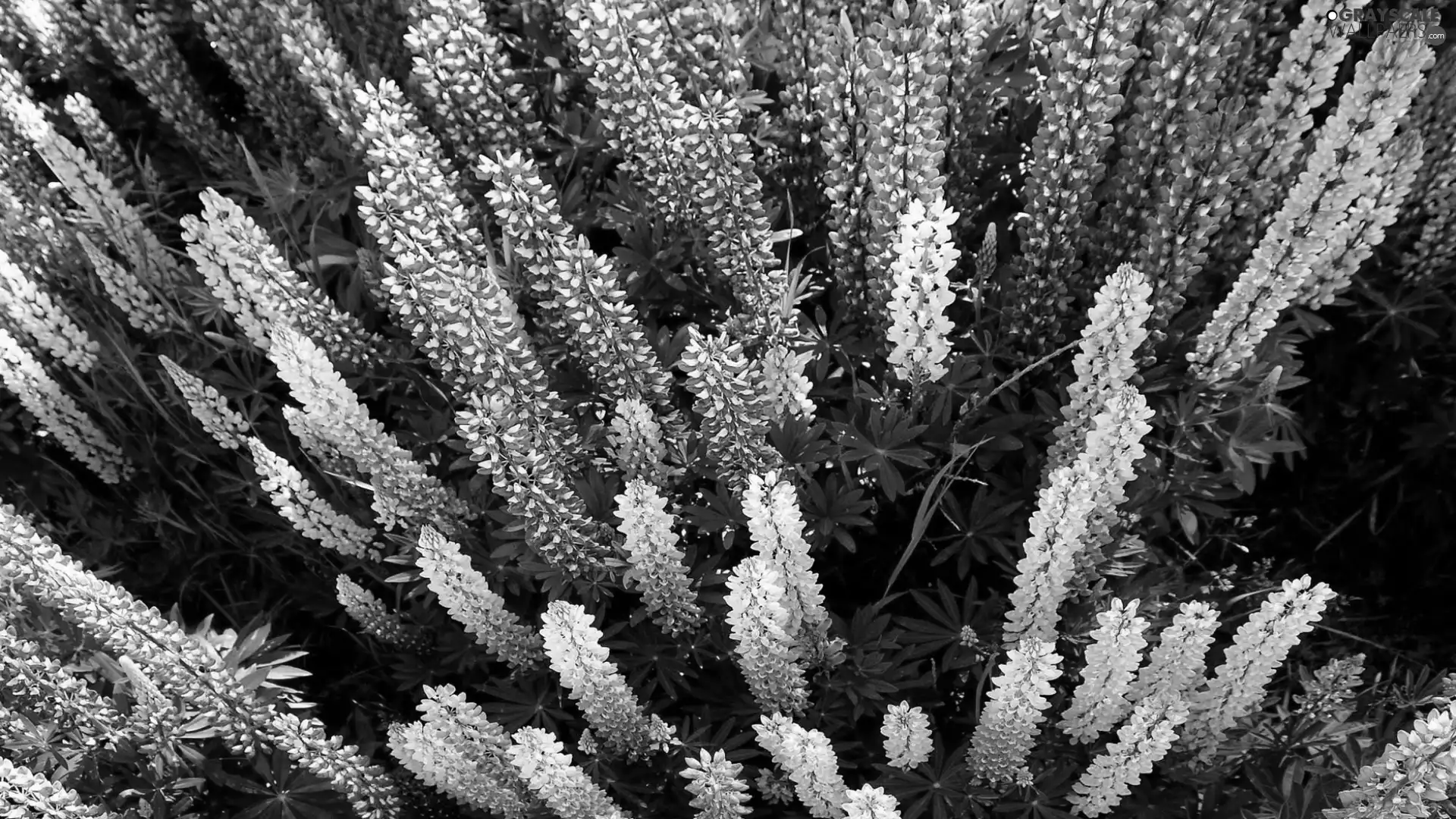 Flowers, lupine