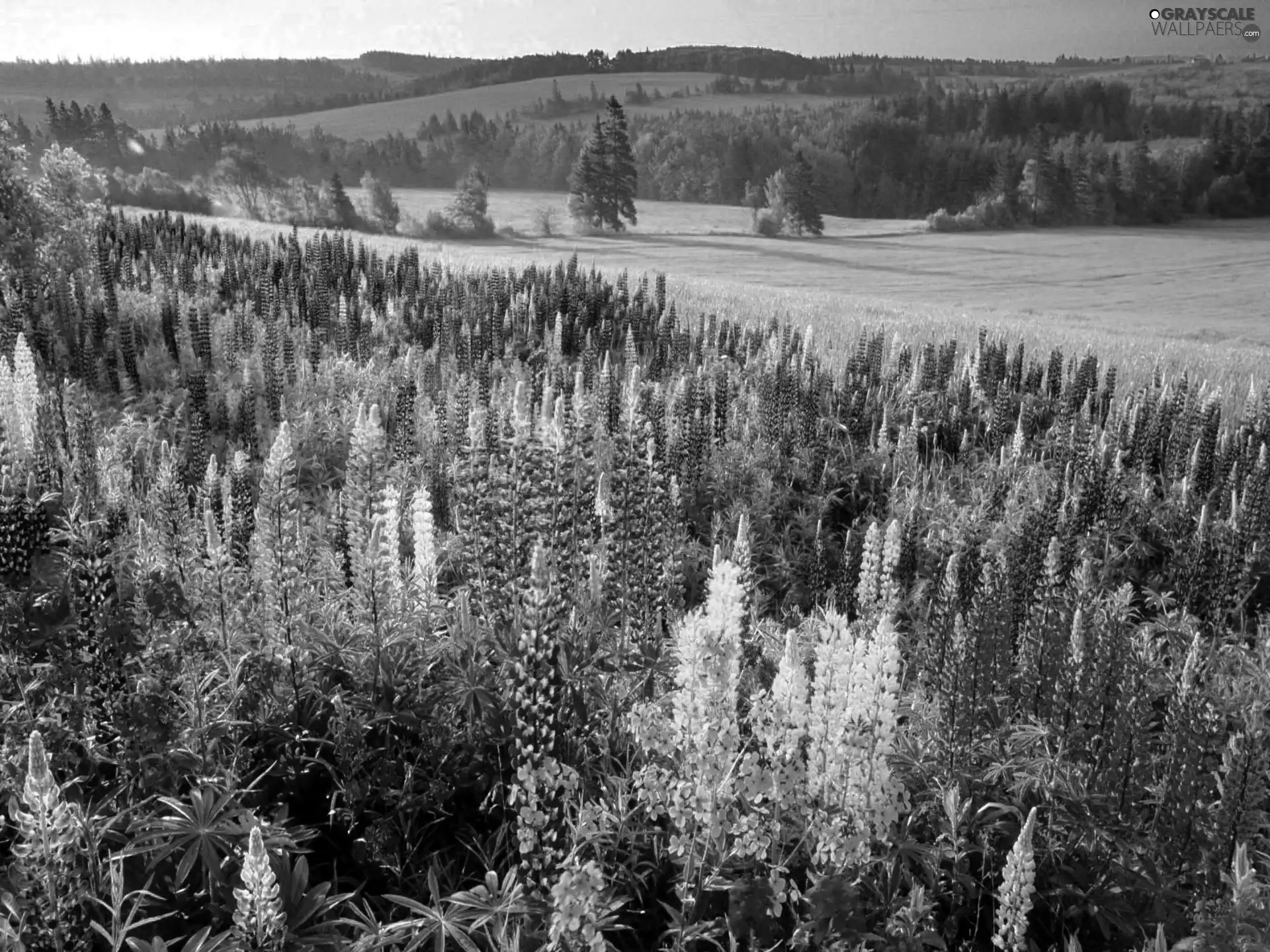 Meadow, lupine