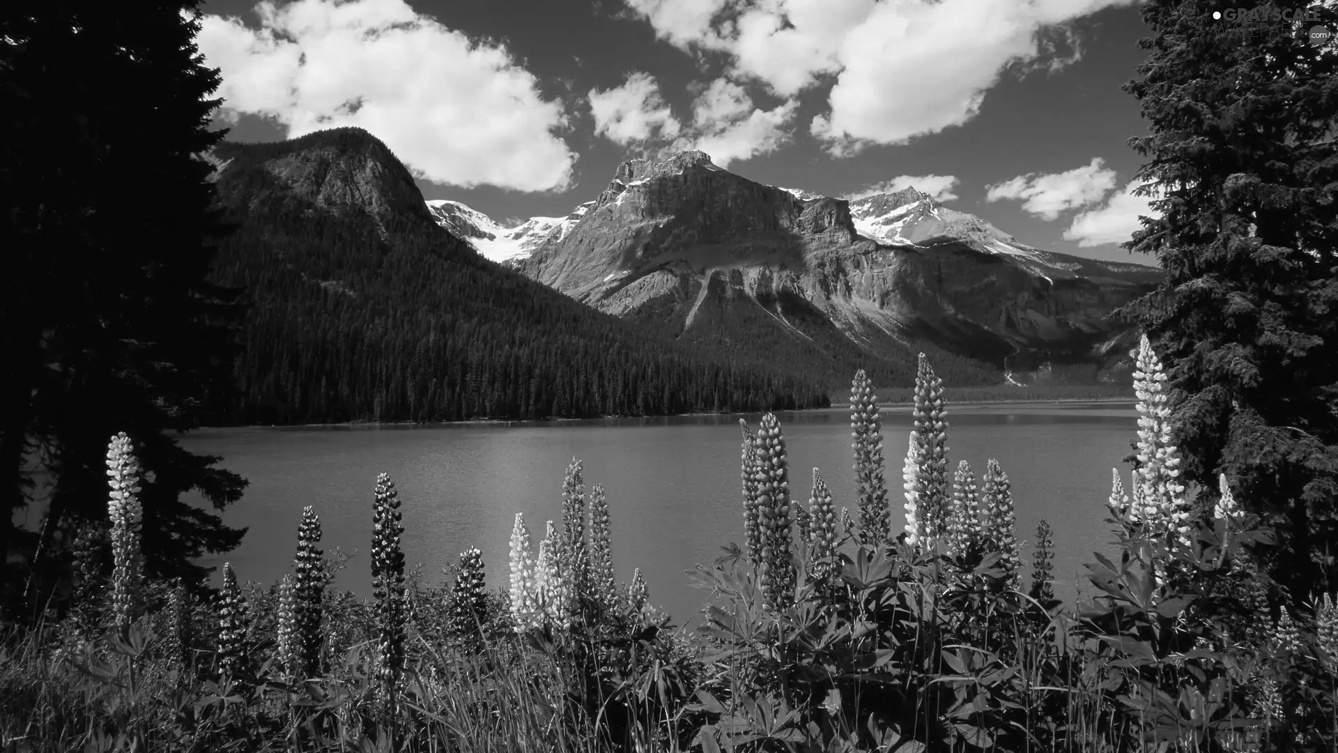 lupine, lake, Mountains