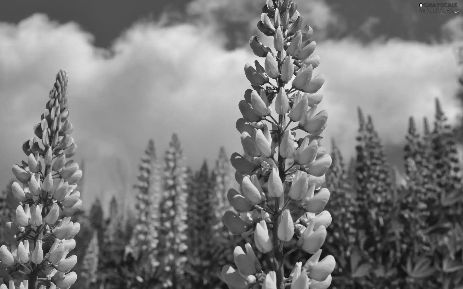 lupine, Violet, Pink