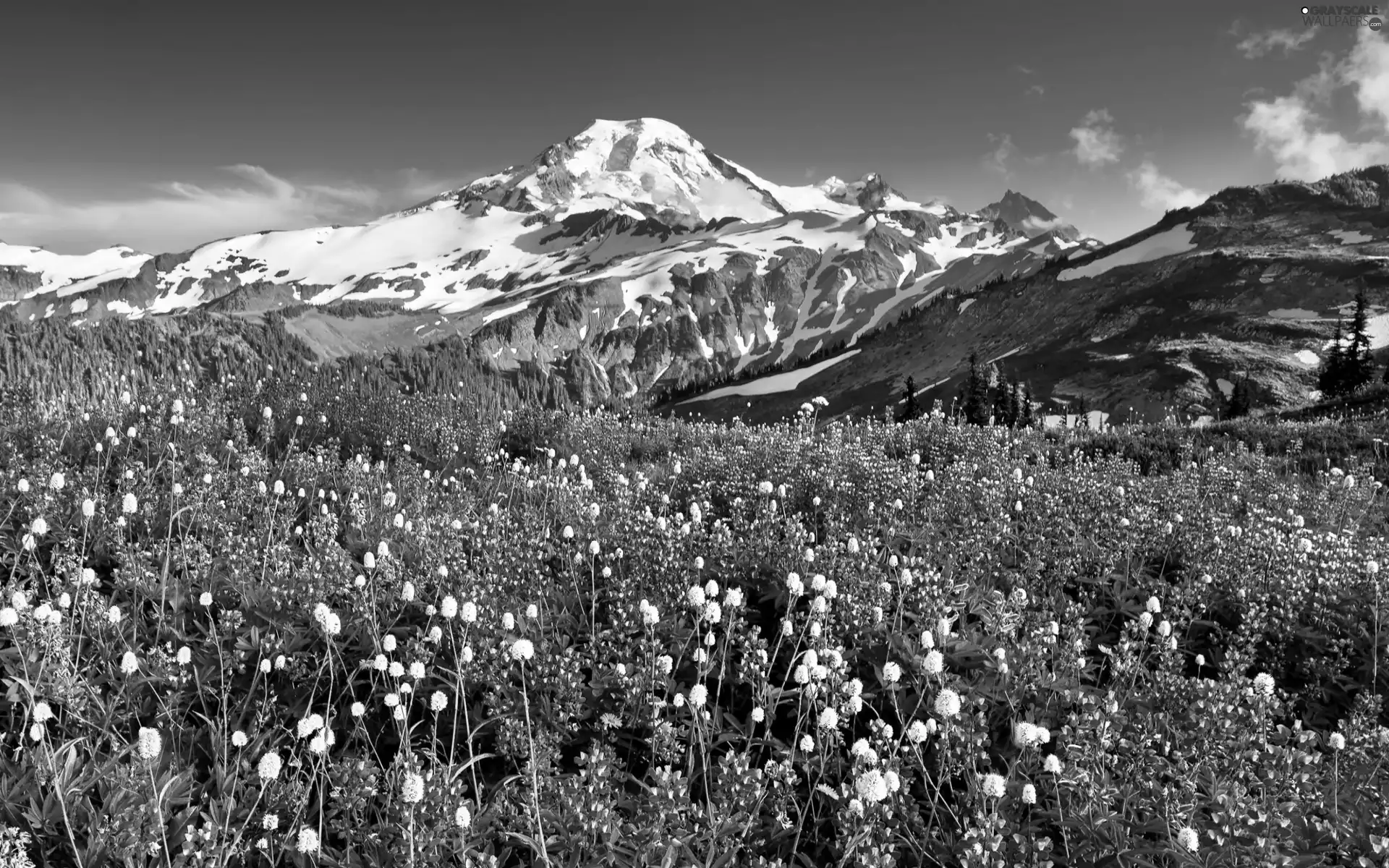 summer, Meadow, lupine, Mountains