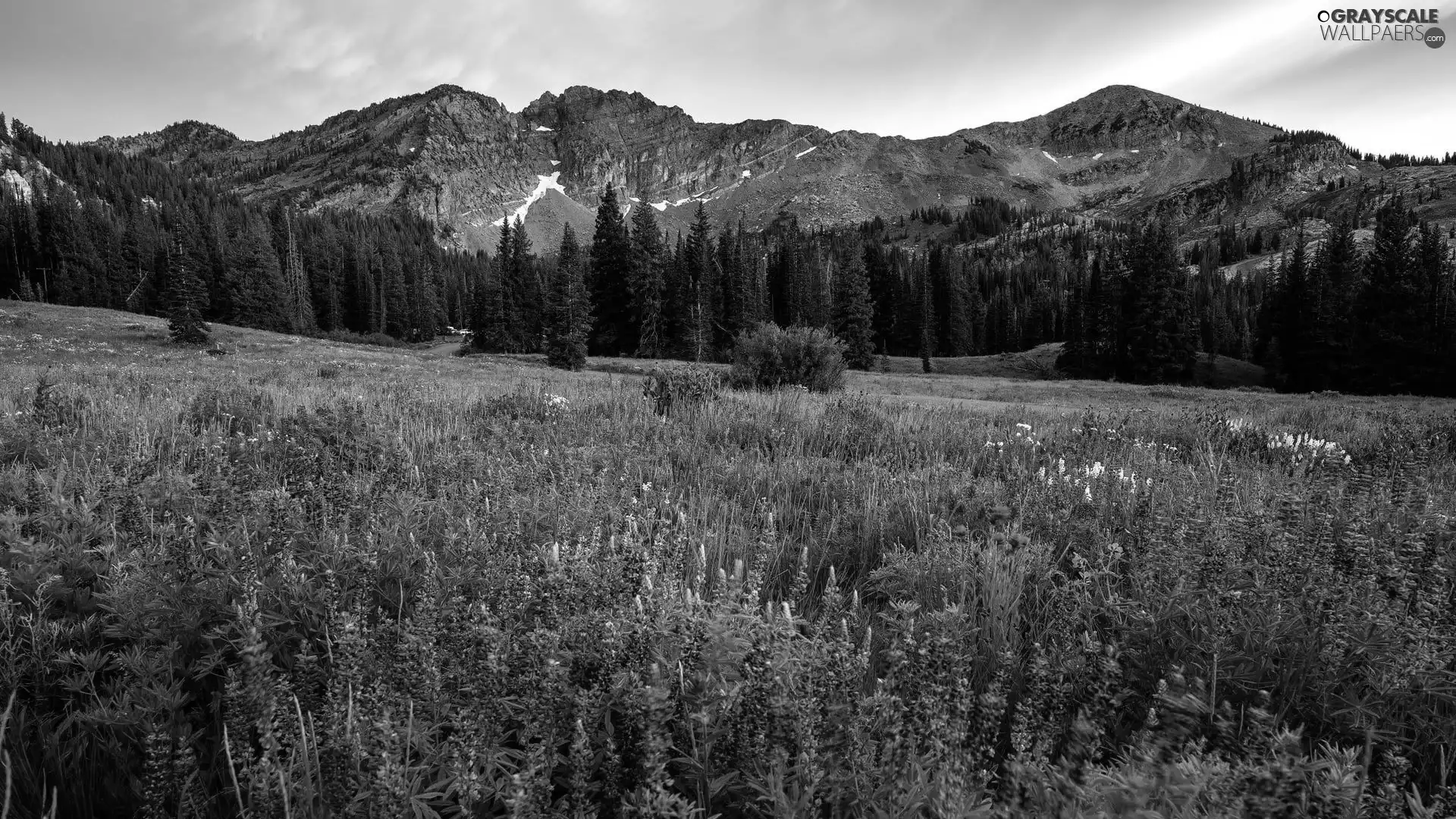 viewes, Mountains, Flowers, lupine, Meadow, trees