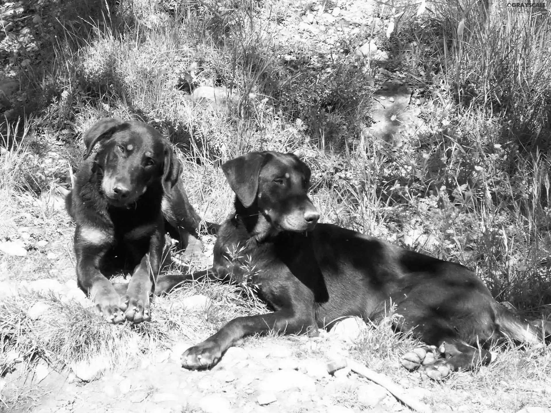 Beaucerony, Two cars, lying