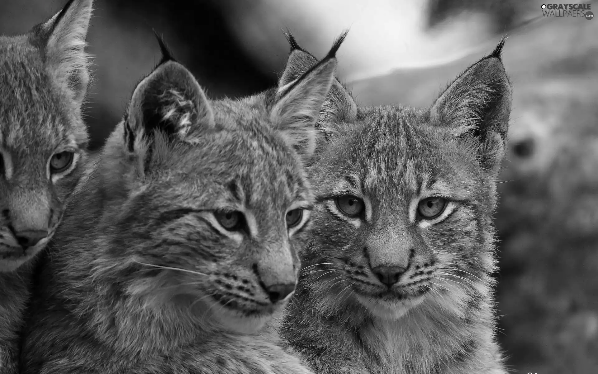 lynx