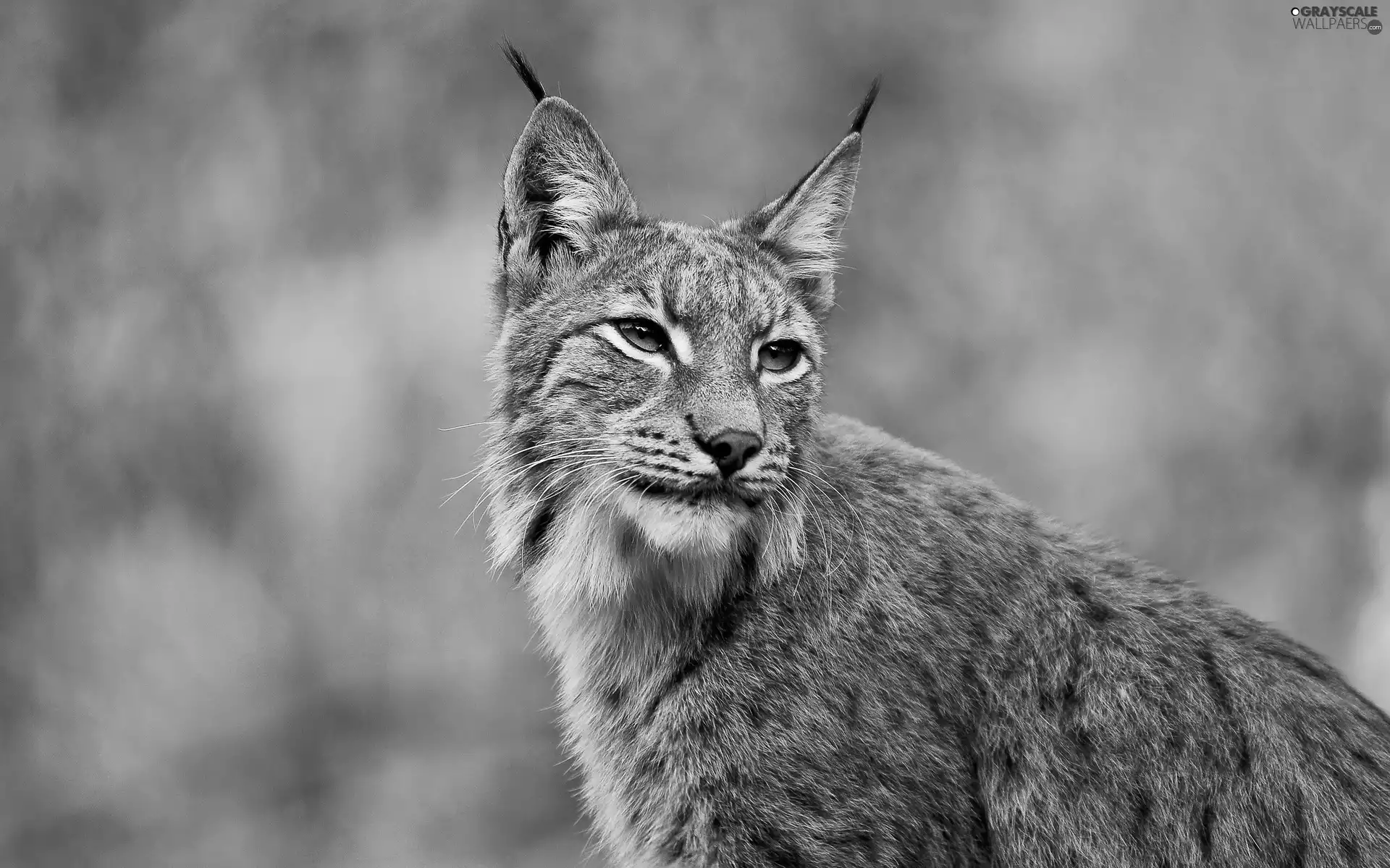 Lynx