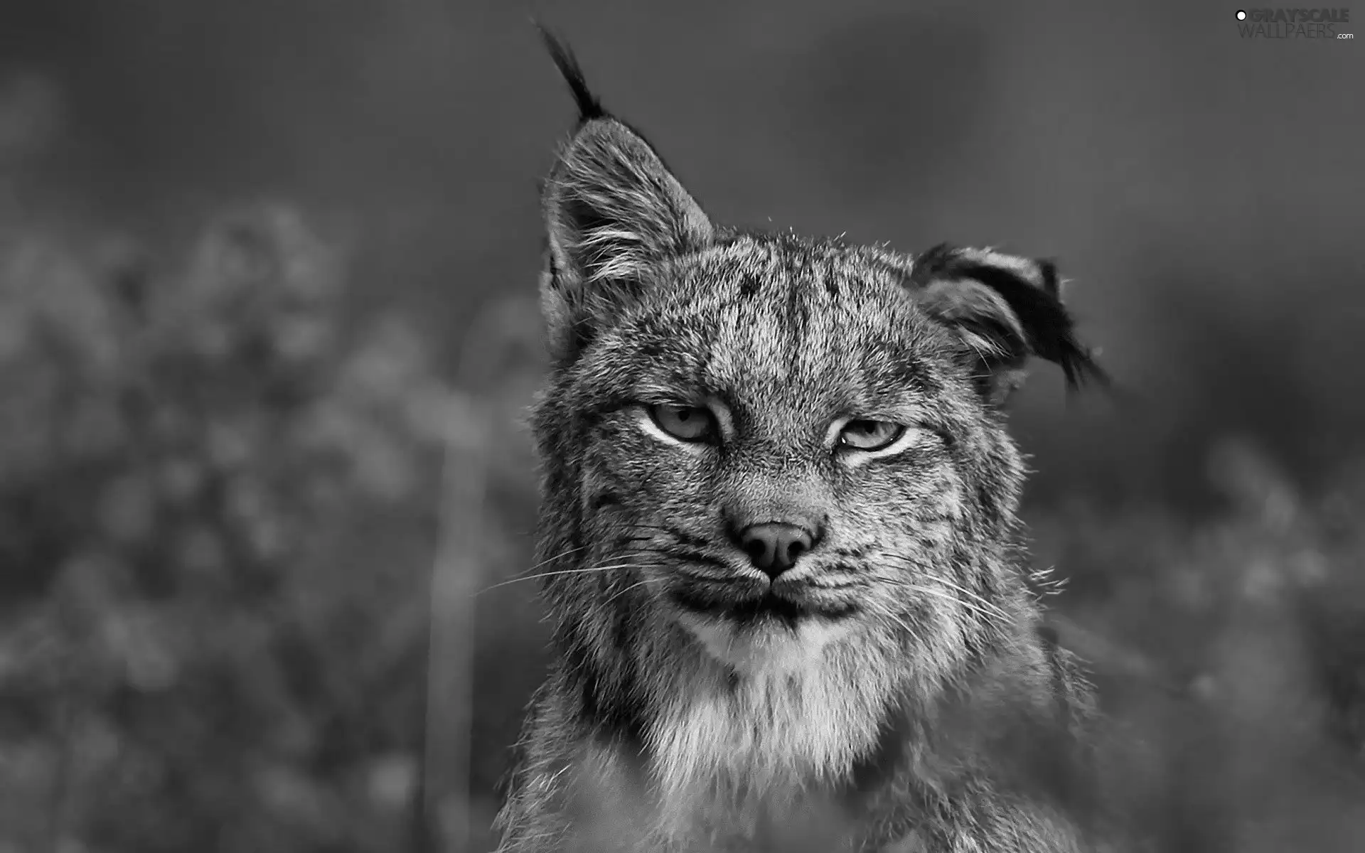 Lynx