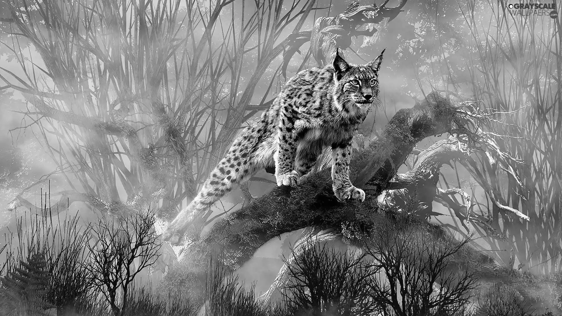 branches, Fog, Lynx, trees