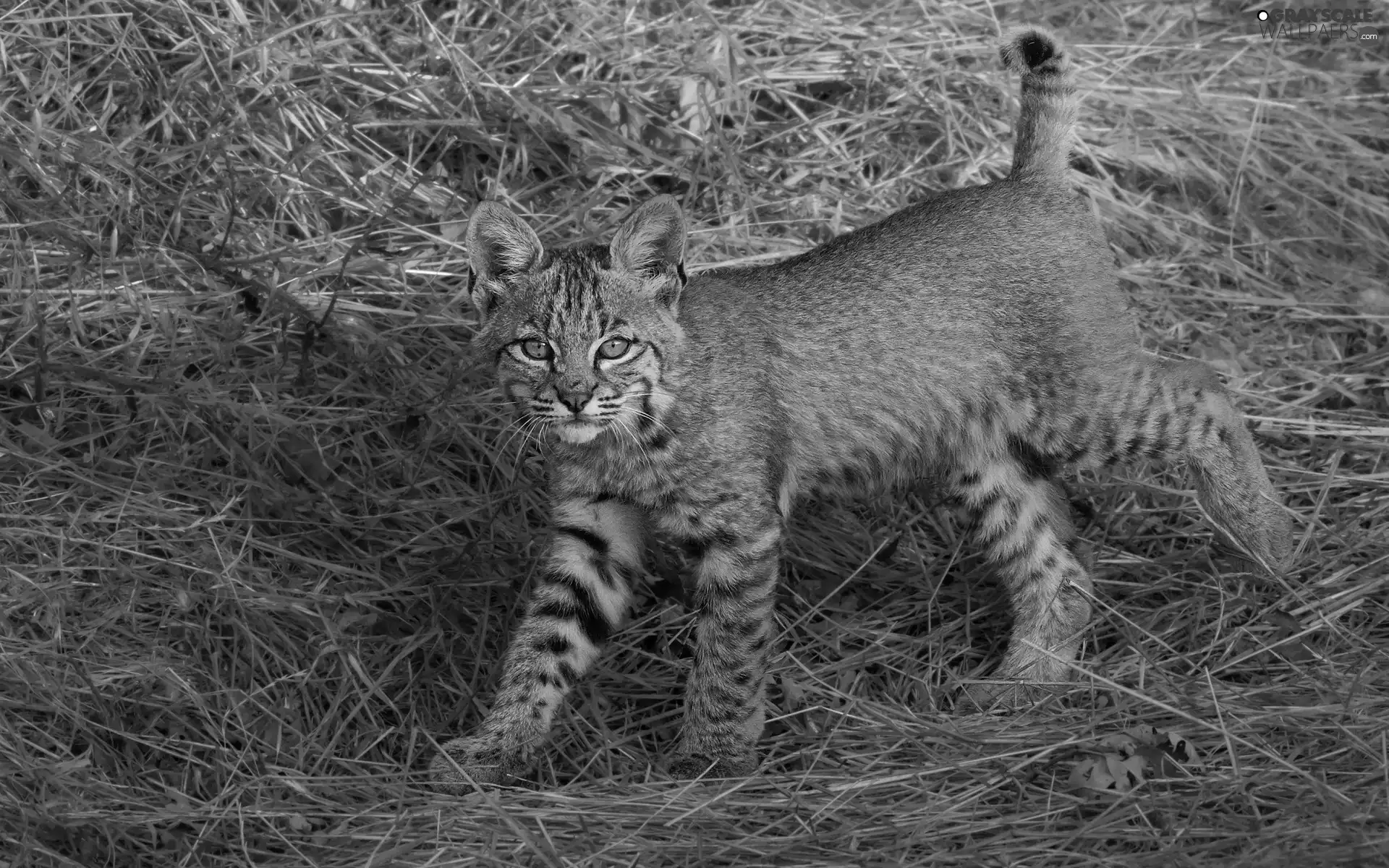 Lynx, Hay