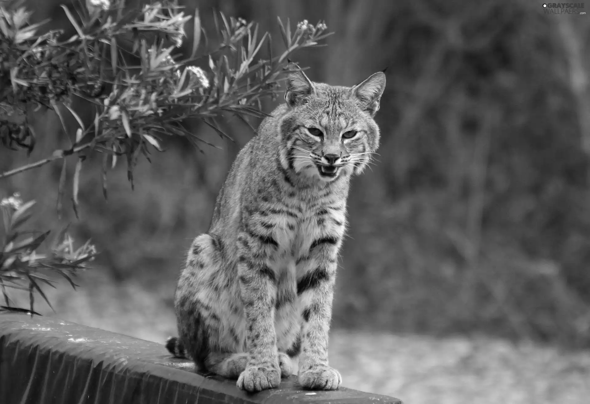 young, Lynx