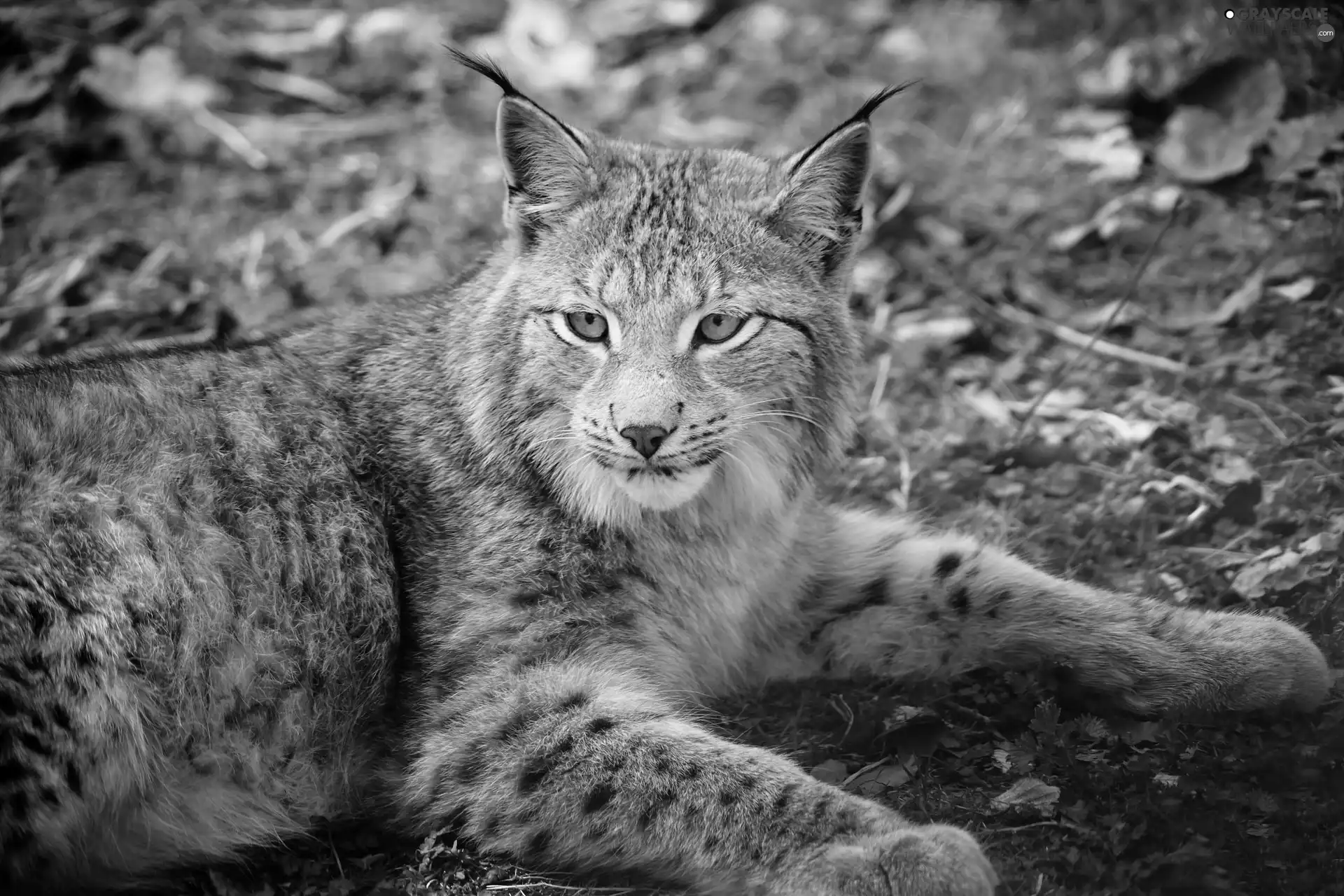 Lynx