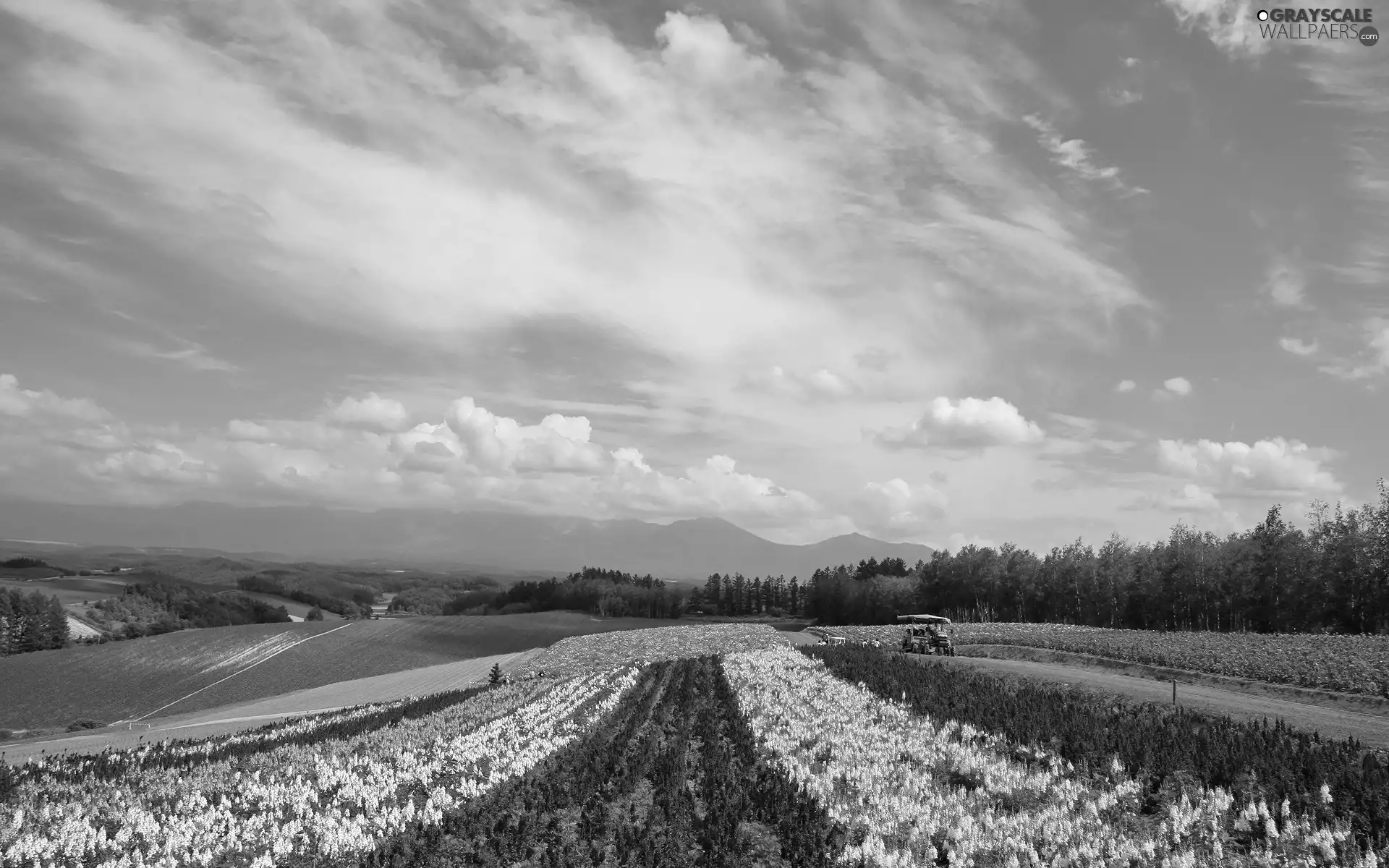 machines, Equipment, Flowers, Way, field