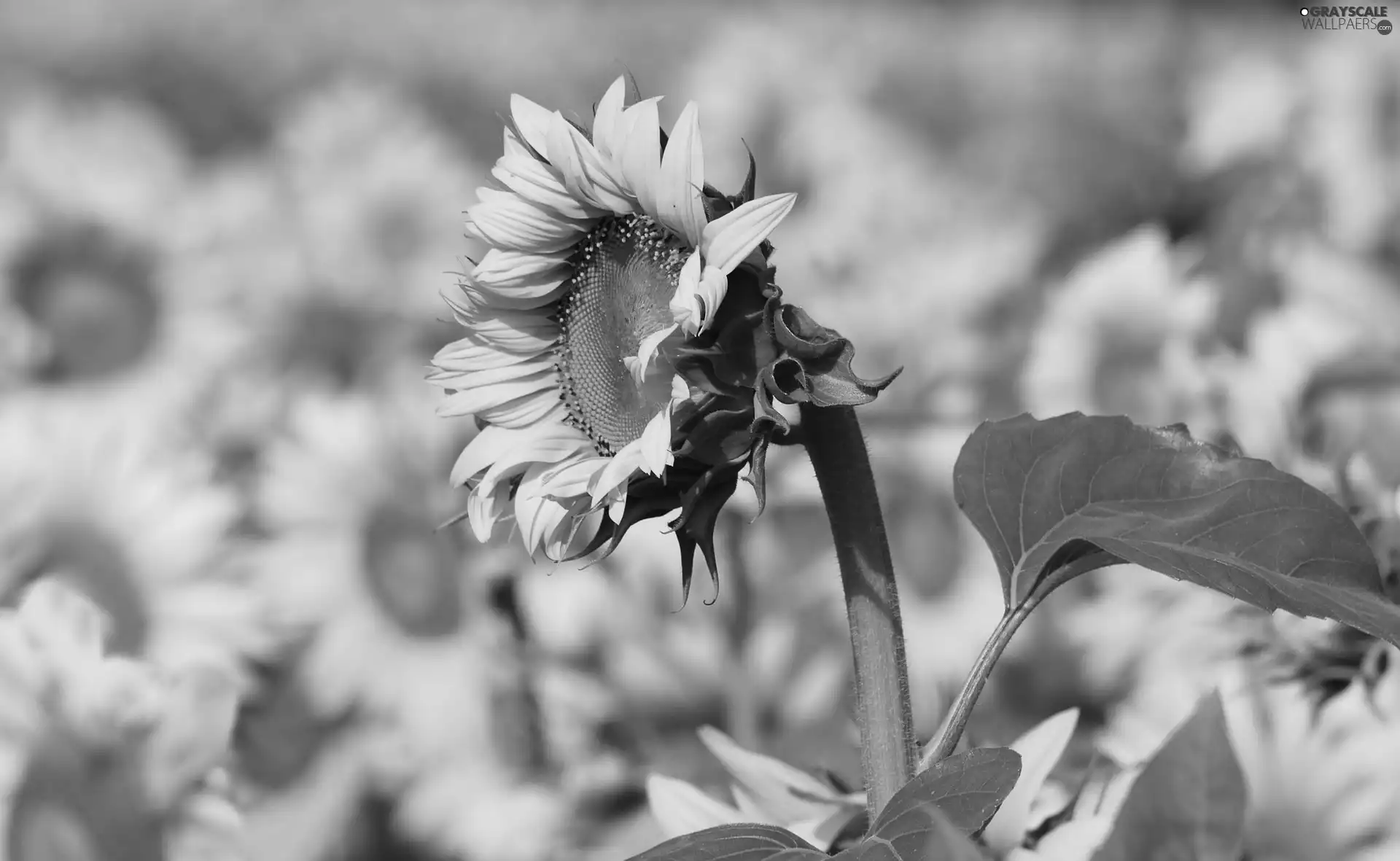 Sunflowers, Macro