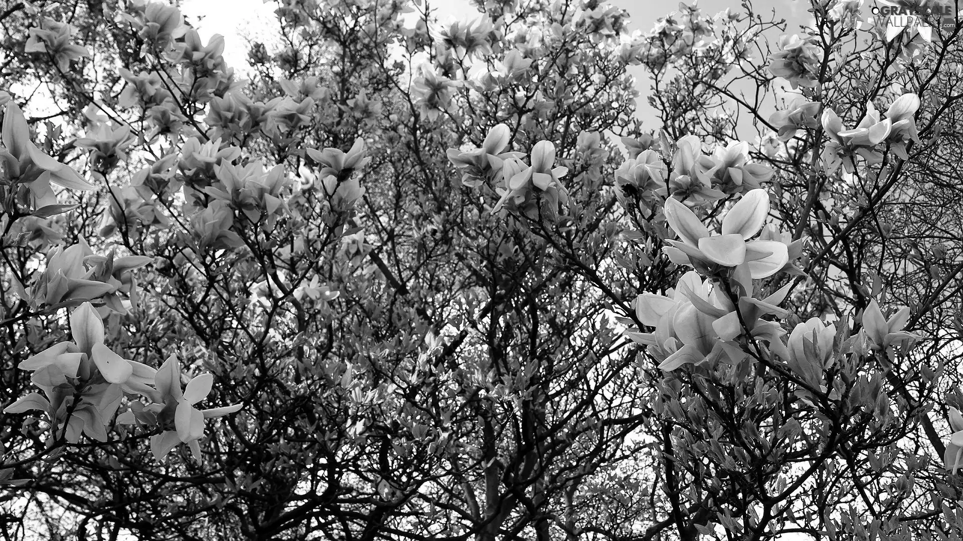 Magnolia, Spring, Blossoming